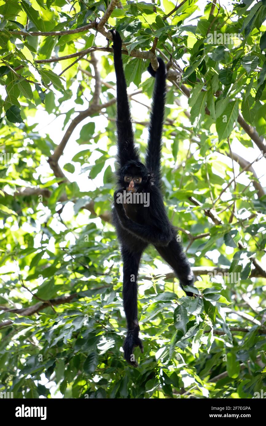 Scimmietta nera della specie Ateles chamek Foto Stock