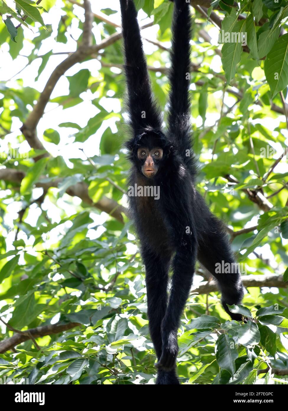 Scimmietta nera della specie Ateles chamek Foto Stock