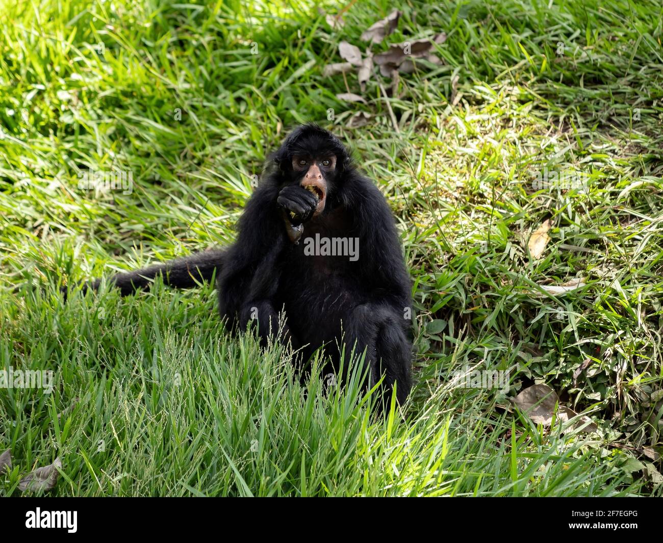 Scimmietta nera della specie Ateles chamek Foto Stock