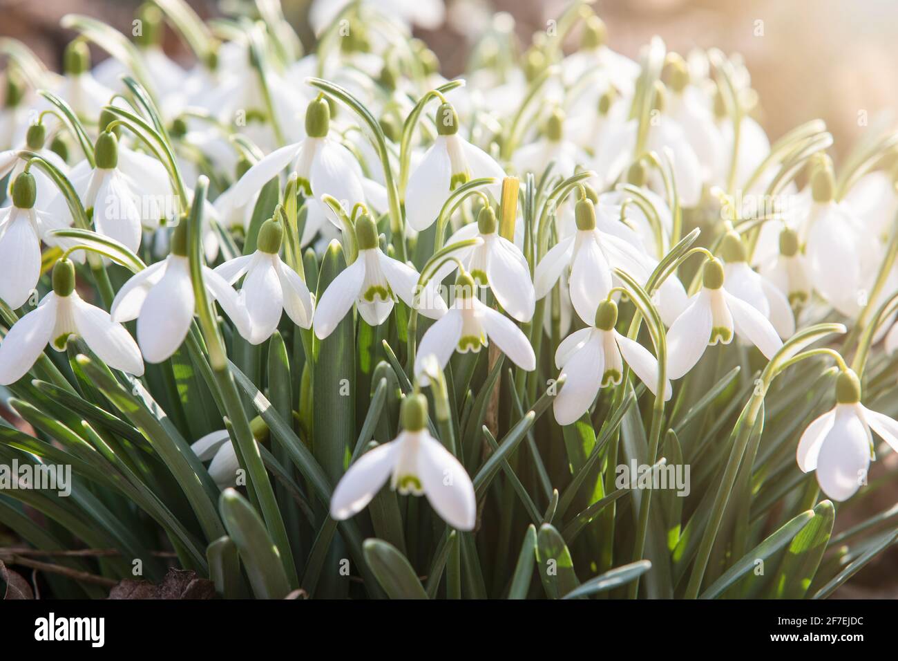 Nevicate fiorite, fiori bianchi. Giorno di primavera soleggiato. Foto Stock