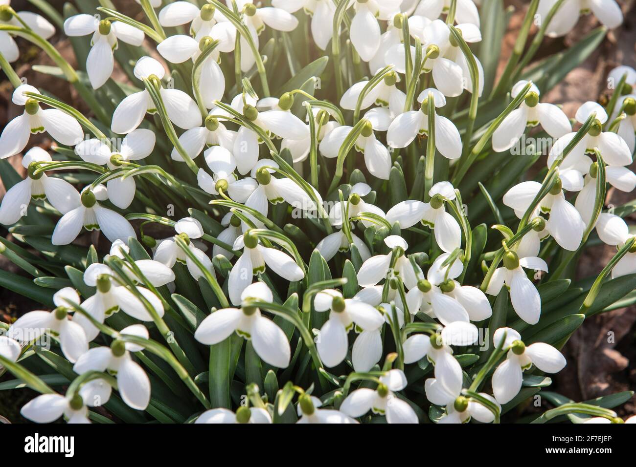 Le nevicate fioriscono in una soleggiata giornata primaverile. Foto Stock