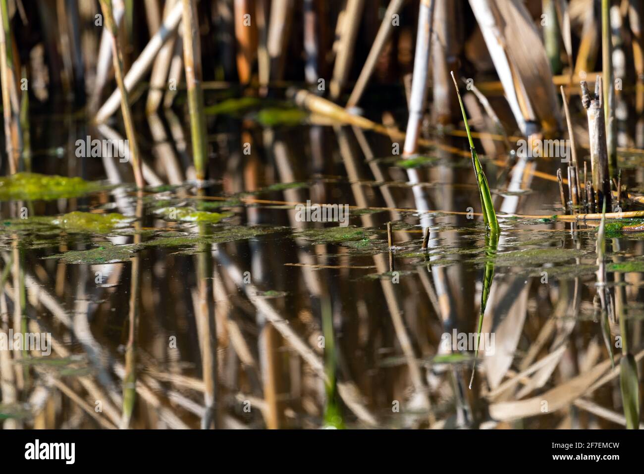Alghe verdi nello stagno Foto Stock