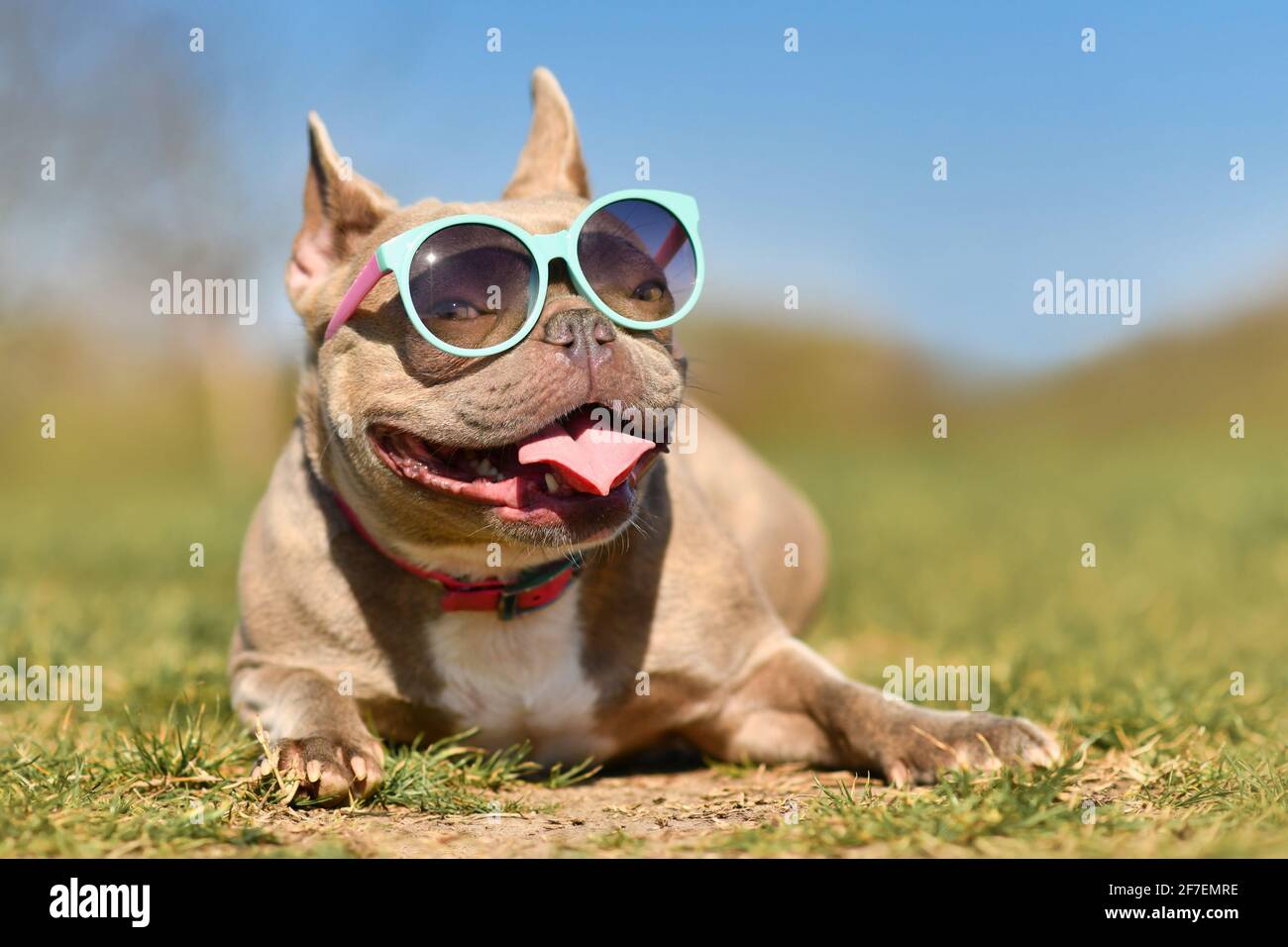 Simpatico cane Bulldog francese che indossa occhiali da sole blu in estate  il giorno caldo Foto stock - Alamy