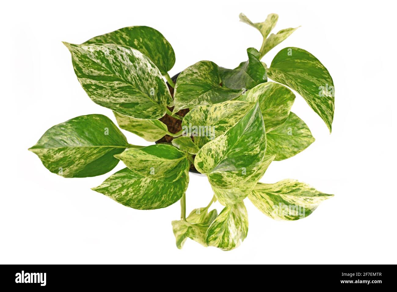 Vista dall'alto della pianta tropicale 'Epipremnum Aureum Marble Queen' isolata su sfondo bianco Foto Stock