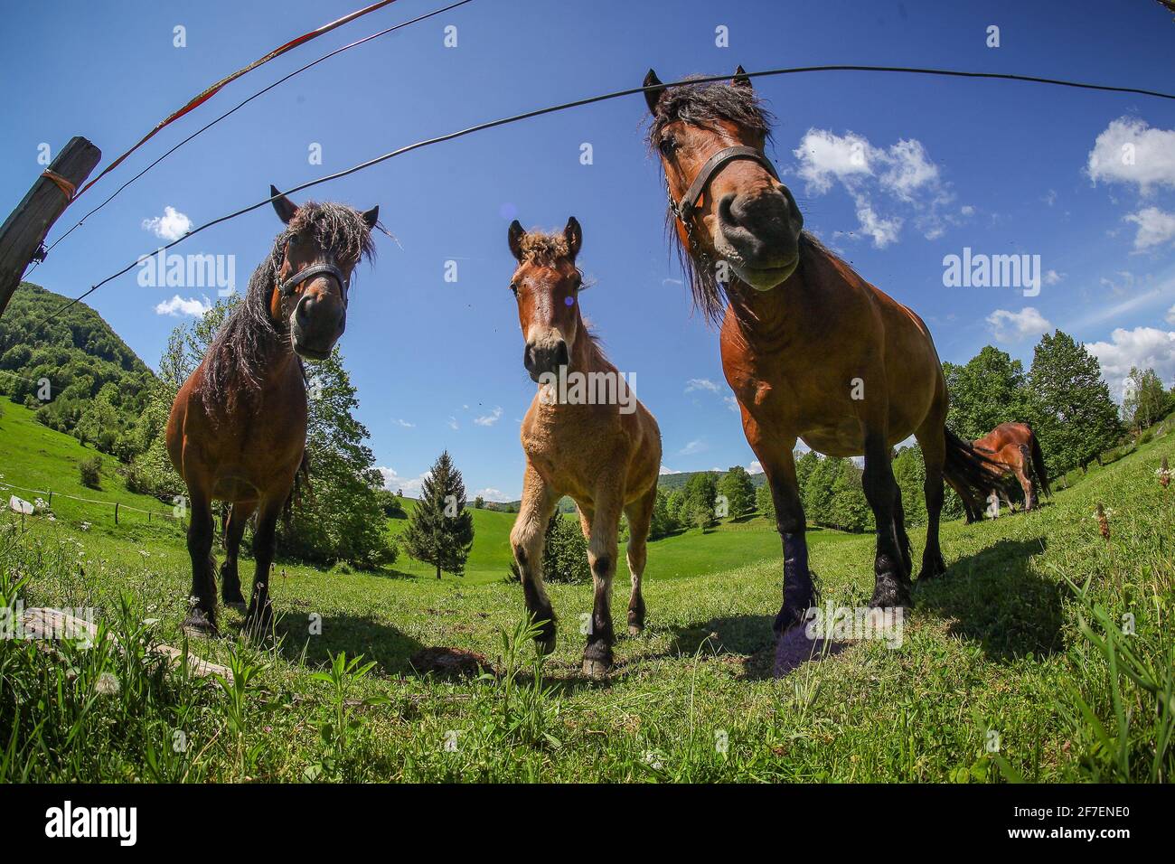 Un gruppo di cavalli bruni che si nutrono in un campo, dietro una recinzione elettrica. Immagine fisheye dal suolo. Foto Stock