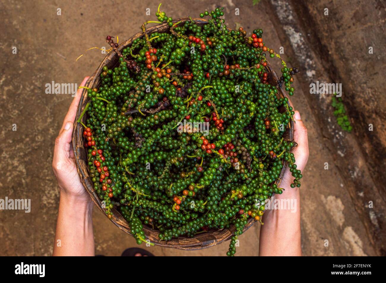 Sono buoni per il tratto digestivo, riducendo il gas mentre aumentando l'acido cloridrico nello stomaco che aiuta con la digestione e aiuta a ridurre severa Foto Stock