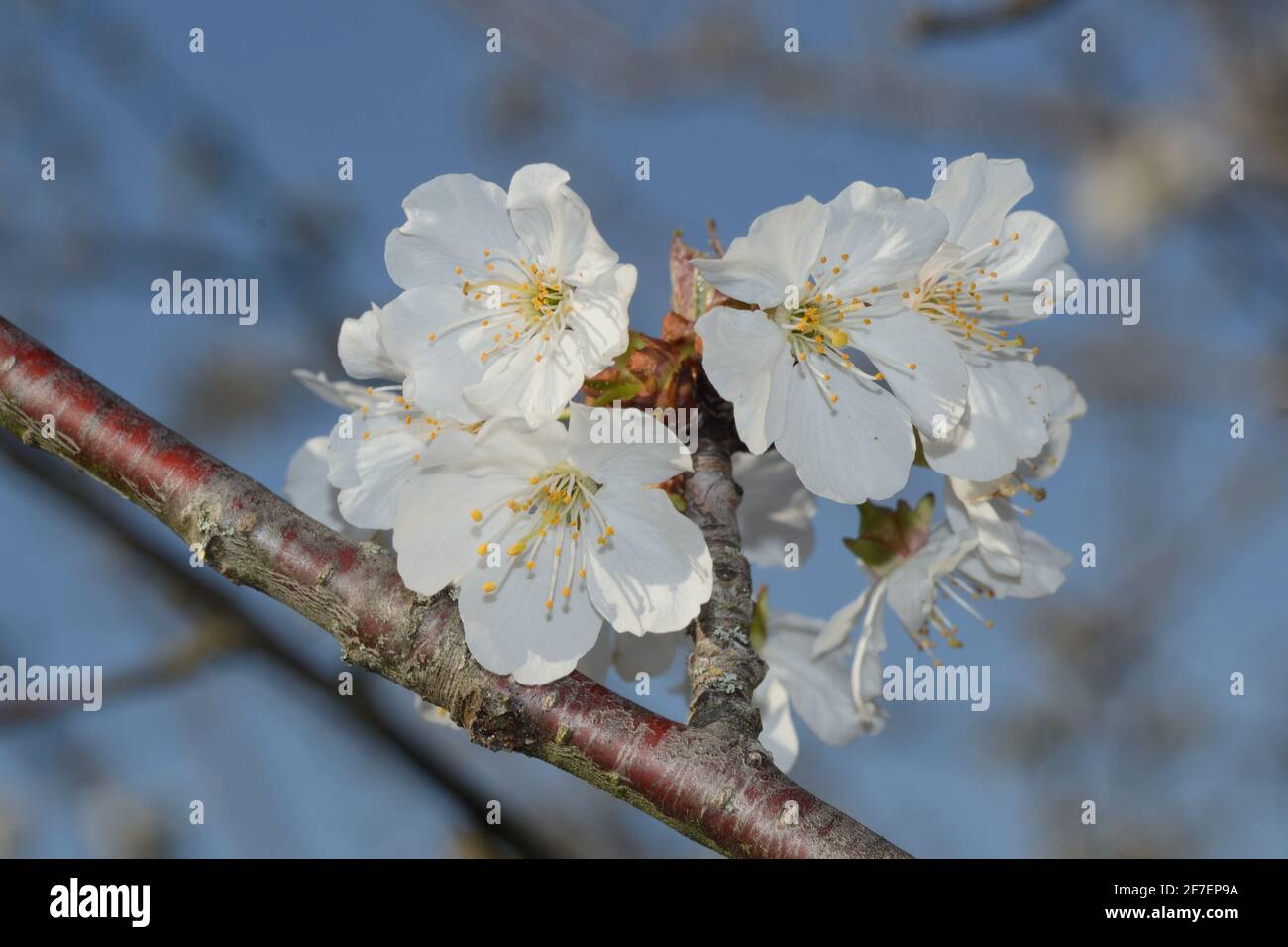 ramo di una ciliegia in fiore contro il cielo blu Foto Stock