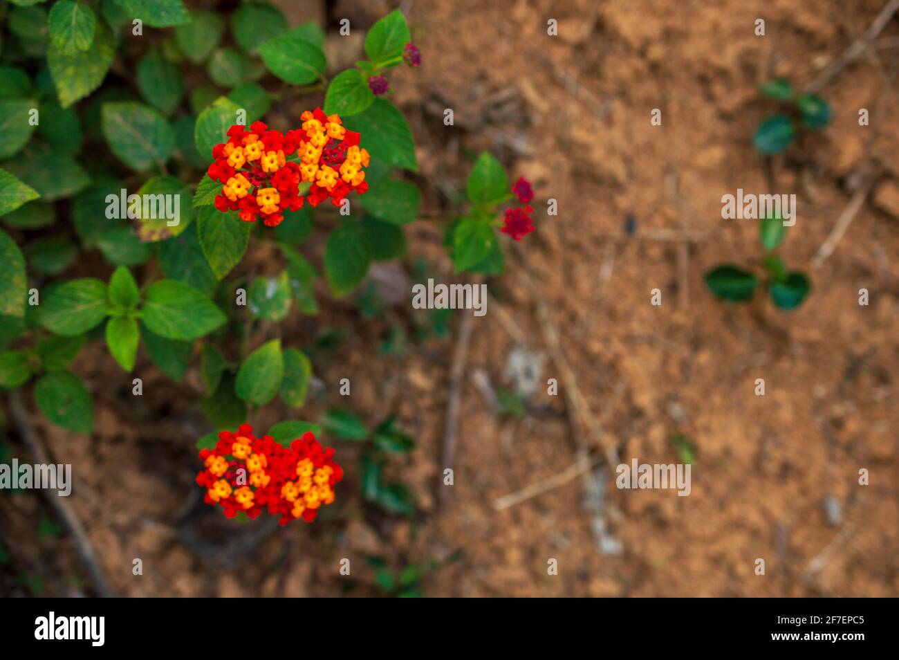 Dato che lantana è una pianta a farfalla-friendly, è ideale per piantare anche in giardino delle farfalle. Lantana è conosciuta per la sua intensa fragranza Foto Stock