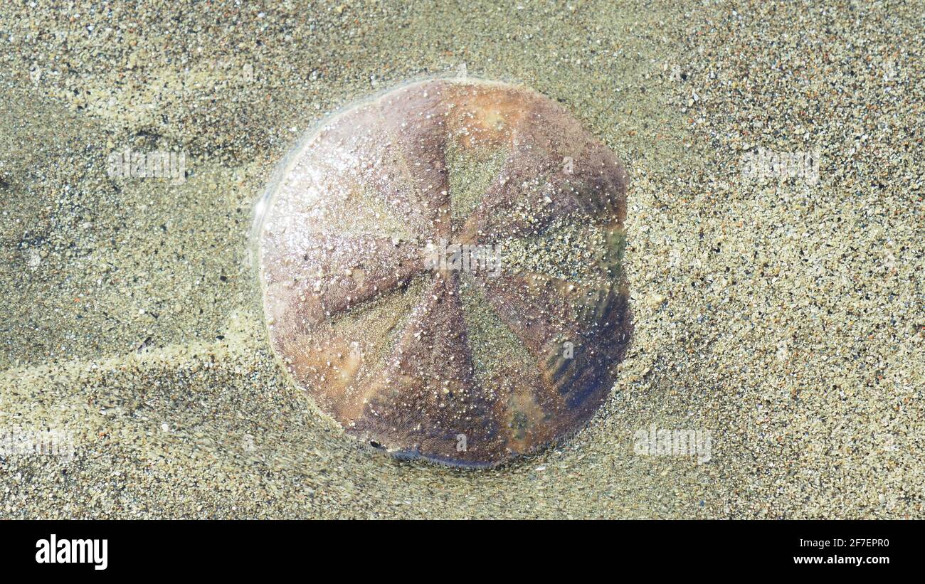 Un dollaro di sabbia, bloccato dalla marea su una spiaggia della Nuova Zelanda. Foto Stock