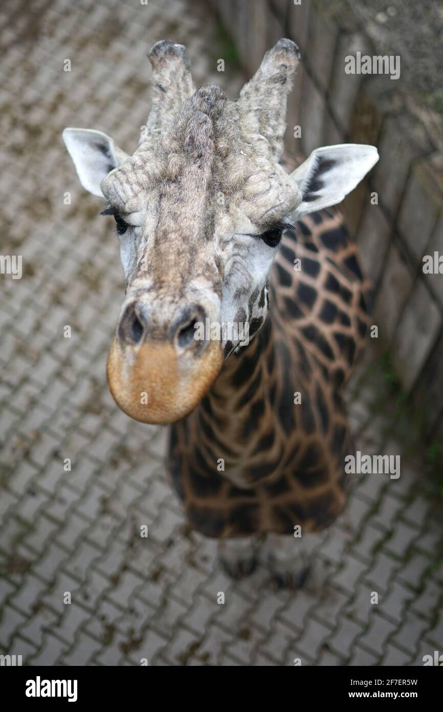 African Giraffe guardando in su, vista aerea dalla terrazza nello zoo Foto Stock