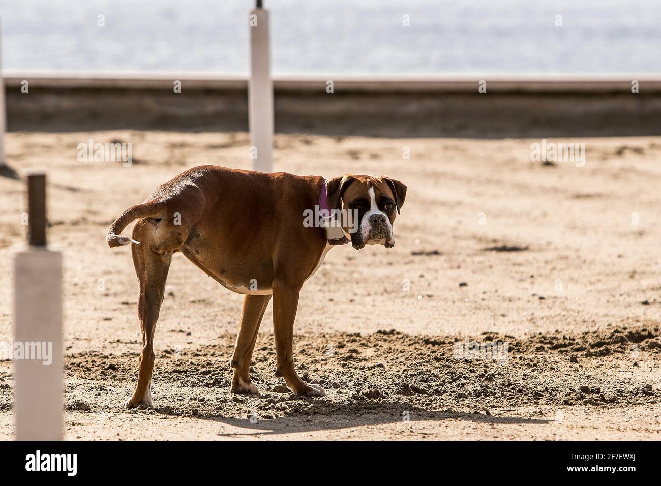 Un bulldog con solo tre gambe è in piedi su una sabbia su una spiaggia e guardando verso la macchina fotografica. Cane con solo tre gambe. Foto Stock
