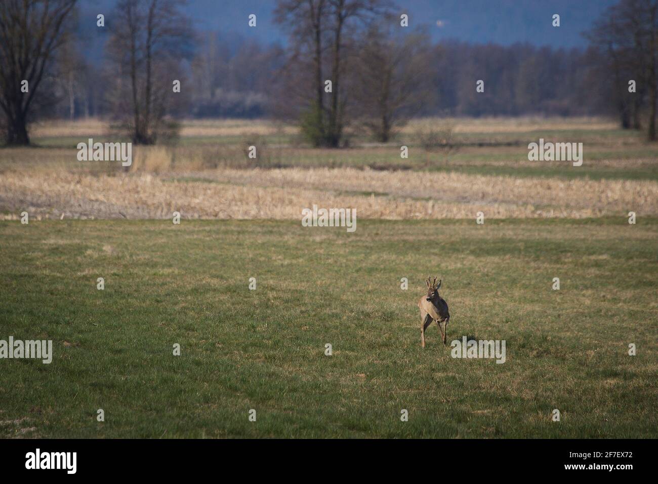 Cervi singoli su un campo che mangia erba e semi con alberi e campi visibili sullo sfondo. Primavera precoce con gli animali da mangiare. Foto Stock