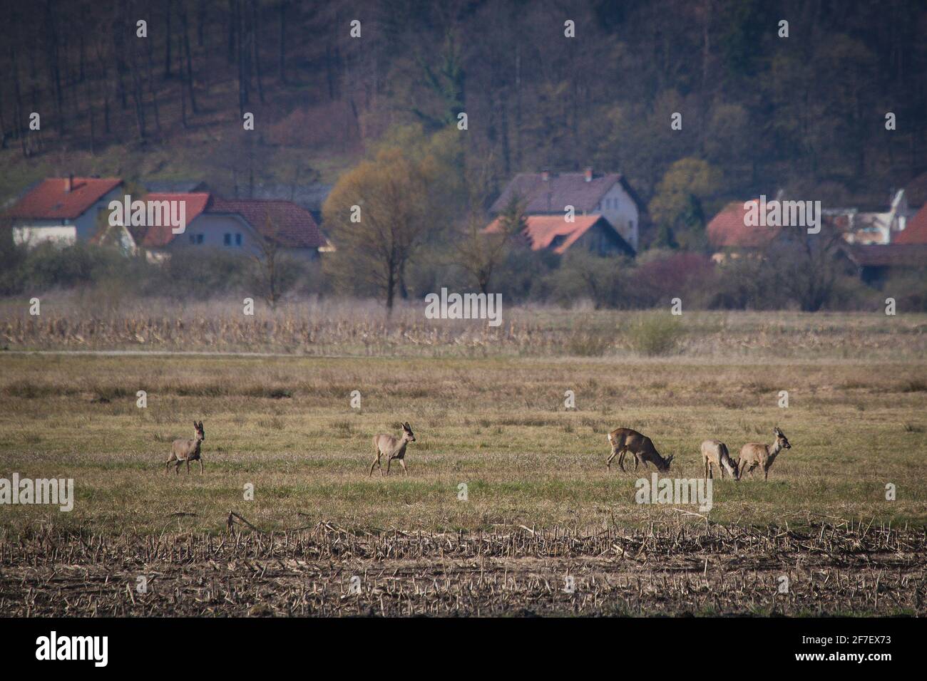 Un gruppo di cervi su un campo che mangia erba e semi con case residenziali visibili sullo sfondo. Primavera precoce con gli animali da mangiare. Foto Stock
