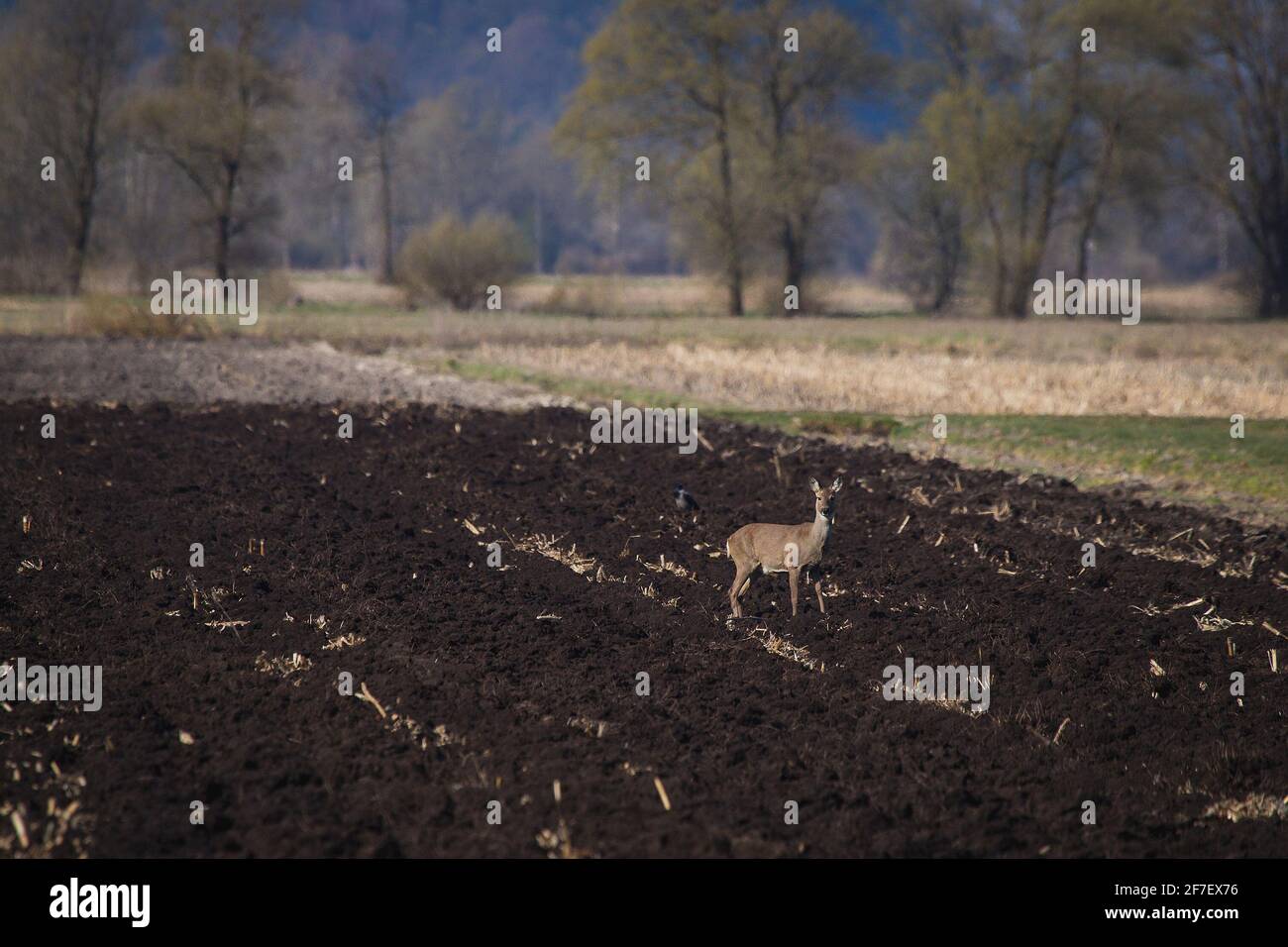Cervi singoli su un campo che mangia erba e semi con alberi e campi visibili sullo sfondo. Primavera precoce con gli animali da mangiare. Foto Stock