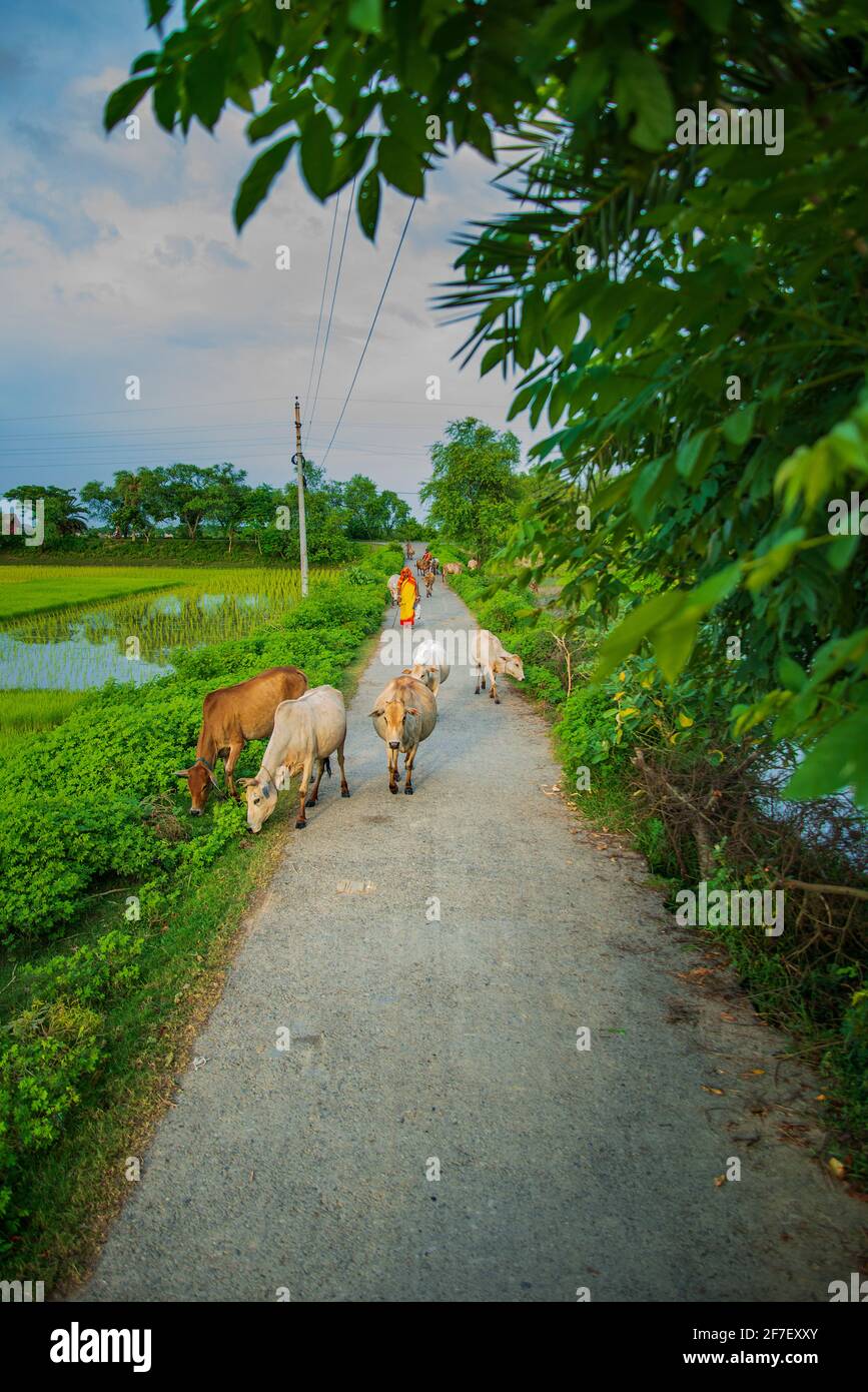 Alcune mandrie femminili che mandano un gregge di bestiame accanto alla strada. Khulna, Bangladesh. Foto Stock
