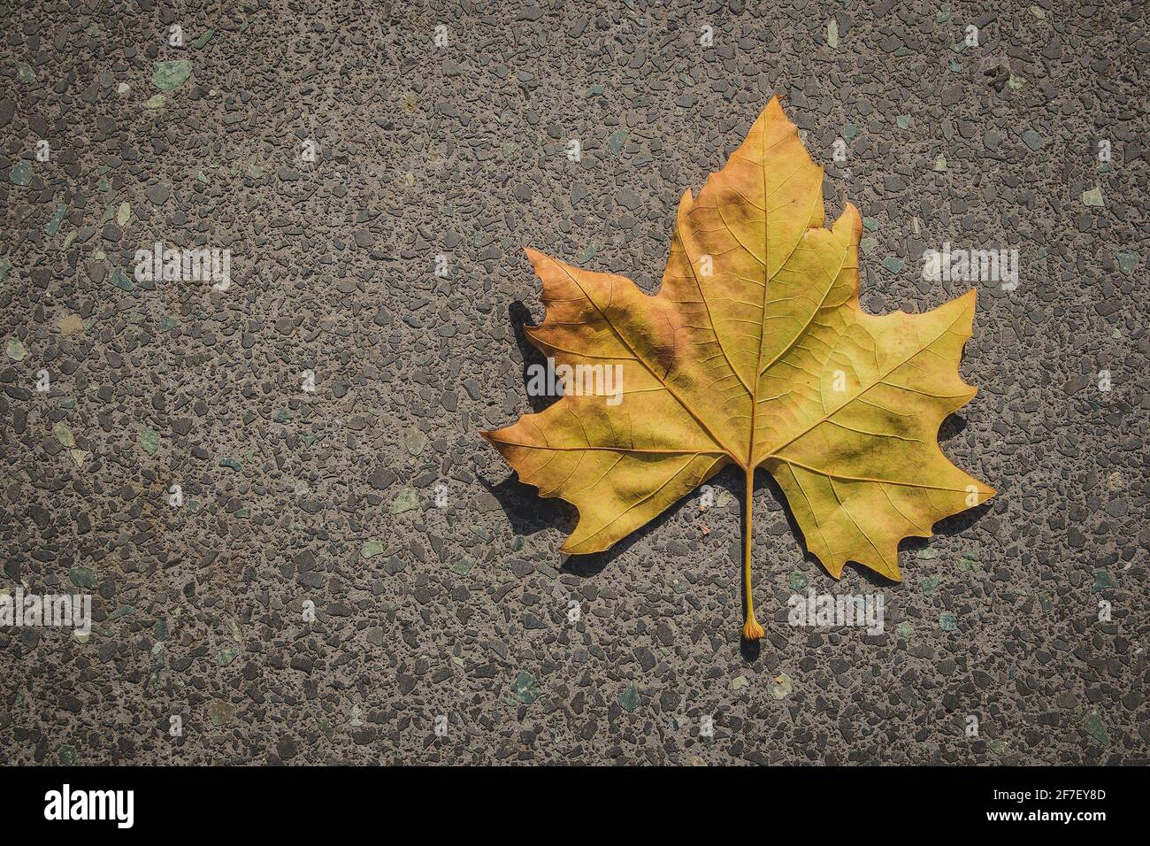 Giallo chiaro e verde superficie inferiore della foglia di acero giacente su asfalto. Spazio di copia a sinistra. Foglia di acero in colori autunnali su strada asfaltata. Foto Stock