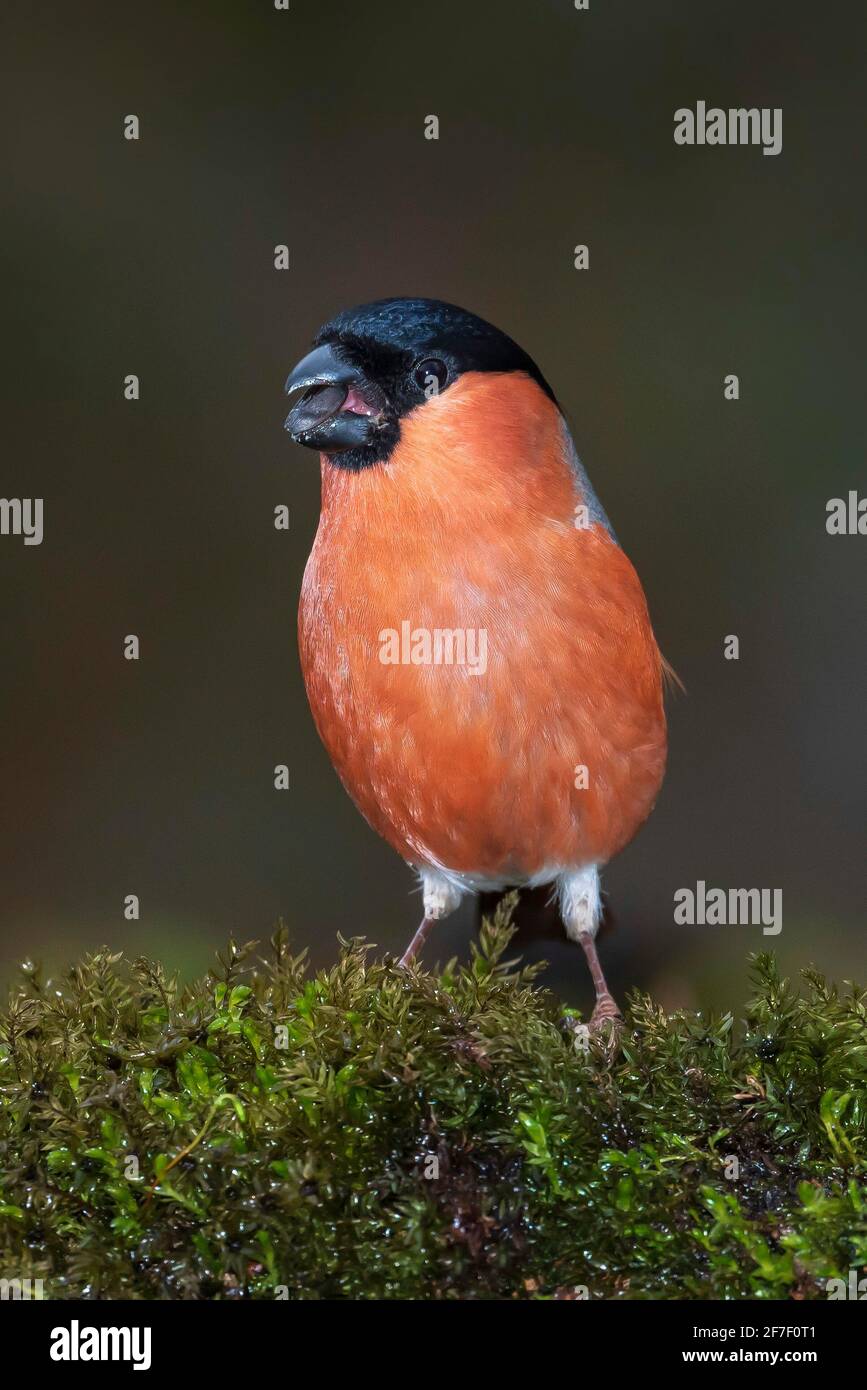 Bullfinch maschio (Pyrhula pirrhula), Dorset, Regno Unito Foto Stock