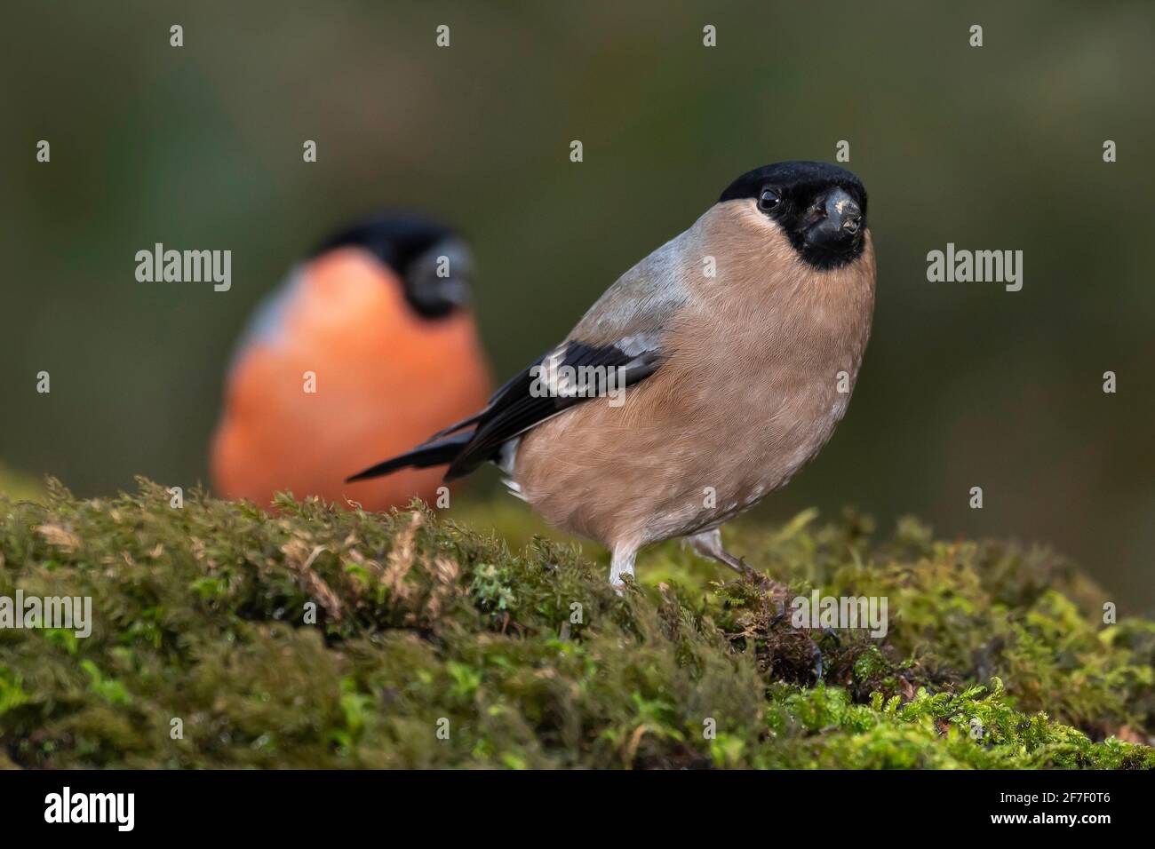Bullfinch femmina (Pyrhula pirrhula), Dorset, Regno Unito Foto Stock