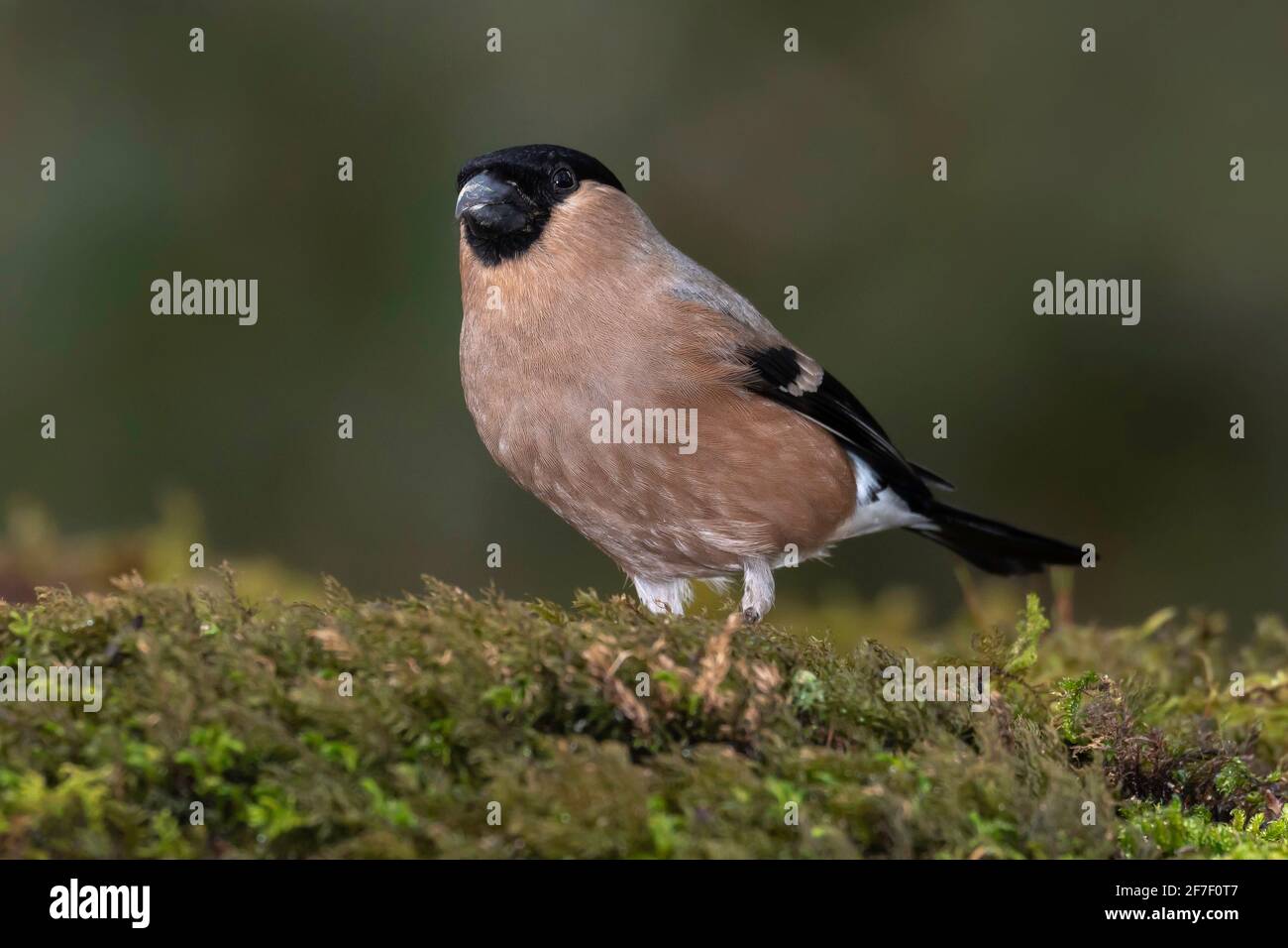 Bullfinch femmina (Pyrhula pirrhula), Dorset, Regno Unito Foto Stock