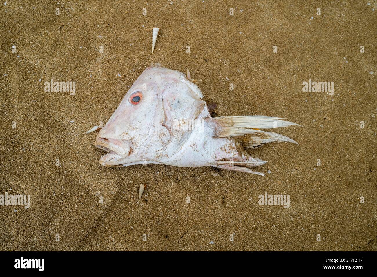 Testa di pesce sulla spiaggia Foto Stock