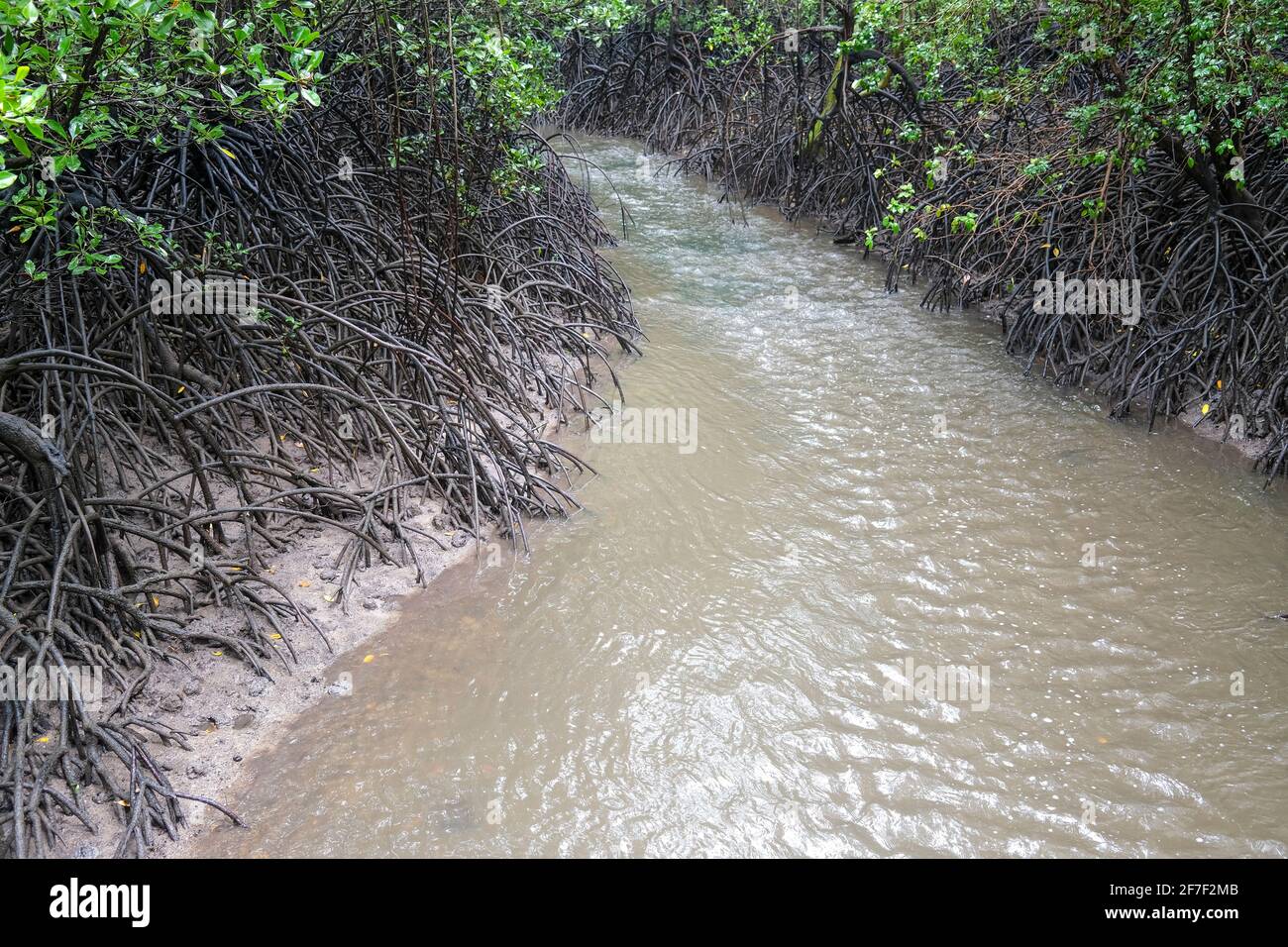 Creek che scorre attraverso le radici di mangrovie di Rhizophora, nel territorio del Nord dell'Australia Foto Stock