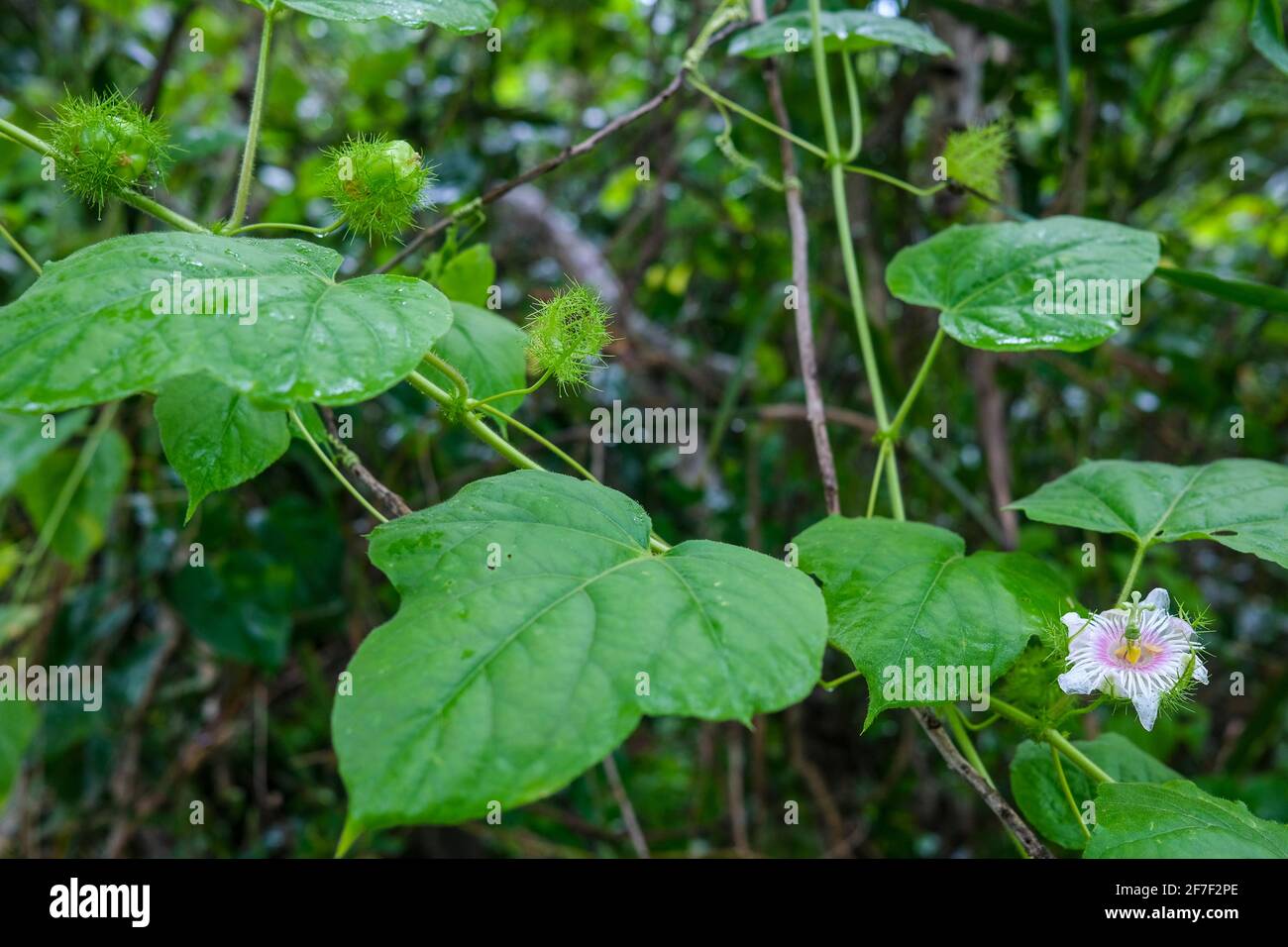 Passiflora foetida conosciuto anche come frutto della passione del cespuglio o frutto della passione selvaggia, nella foresta nel territorio del Nord dell'Australia. Foto Stock