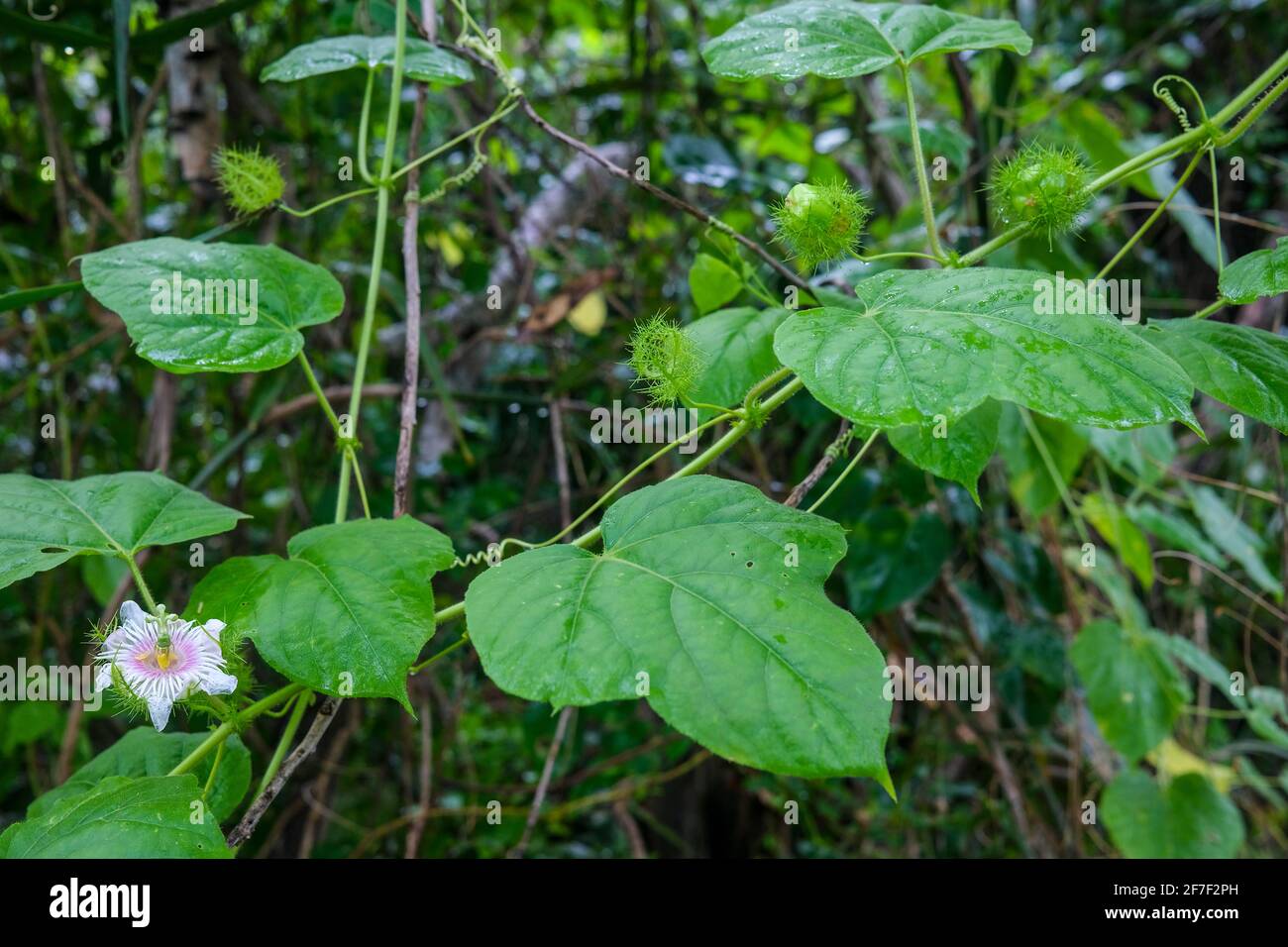 Passiflora foetida conosciuto anche come frutto della passione del cespuglio o frutto della passione selvaggia, nella foresta nel territorio del Nord dell'Australia. Foto Stock
