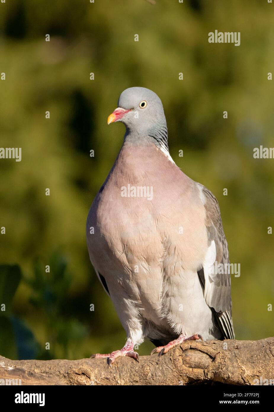 Wood Pigeon, Coumba Palumbus, arroccato su una filiale in un giardino britannico, Sunny Day, aprile 2021 Foto Stock