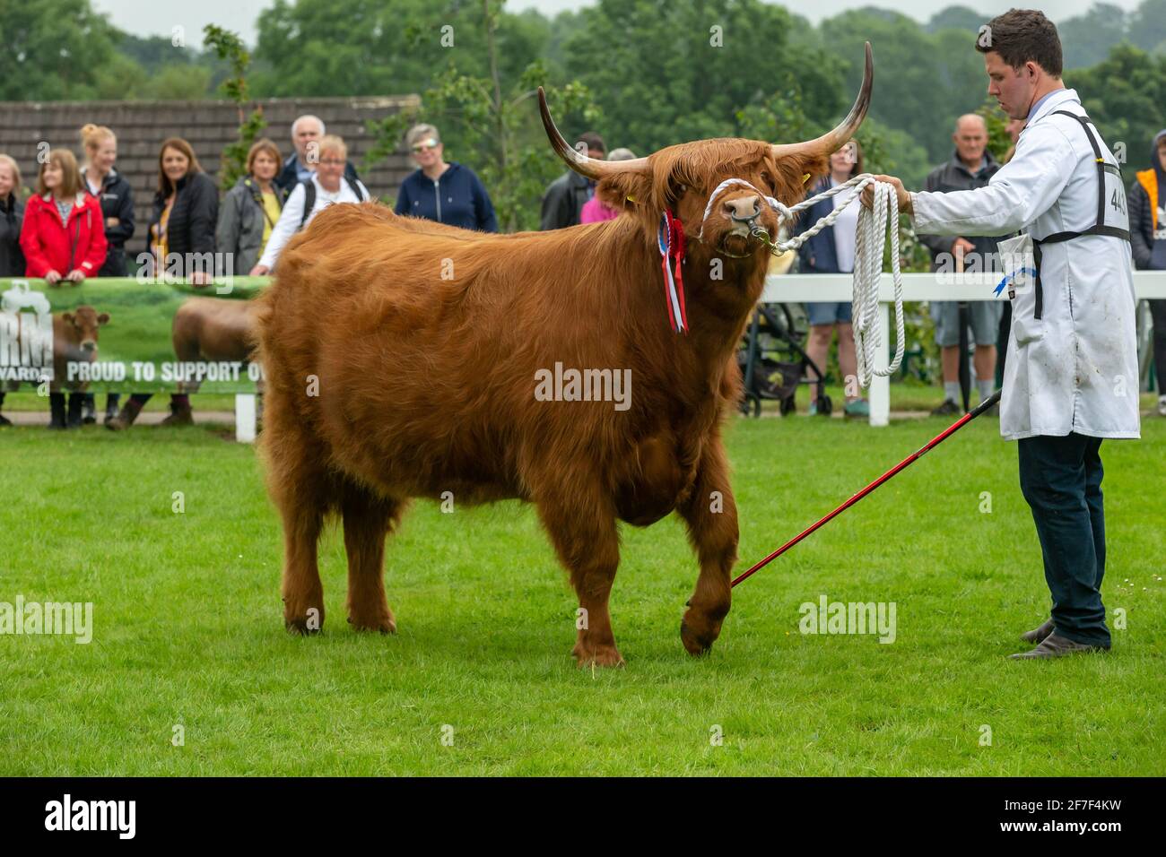 Harrogate, Inghilterra, 9 agosto 2019 primo piano di un premio vincitore Highland bull in mostra al Great Yorkshire Show, UK, con due Rosette e di essere Foto Stock