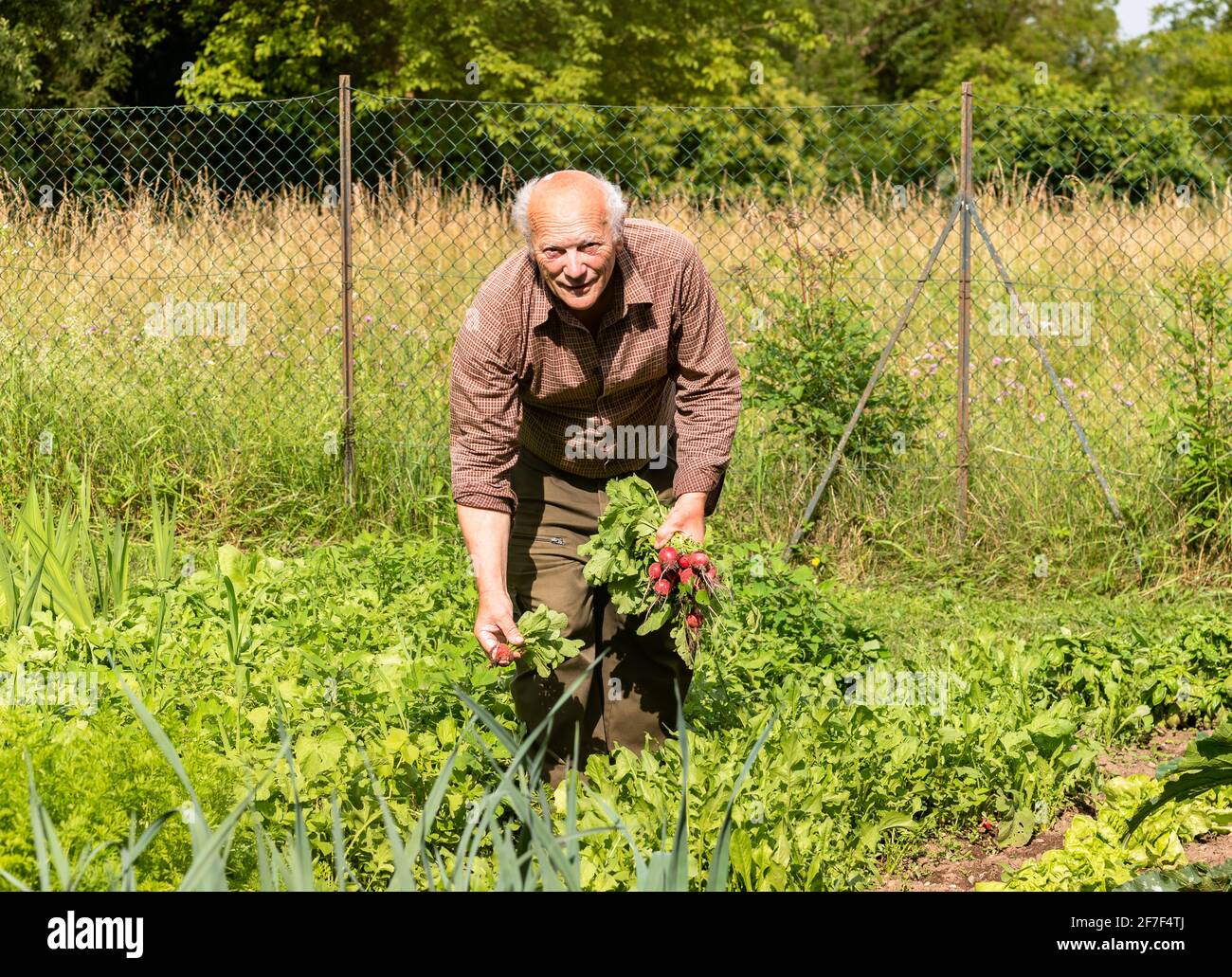 Uomo anziano con ravanelli appena raccolti nel giardino di verdure. Foto Stock