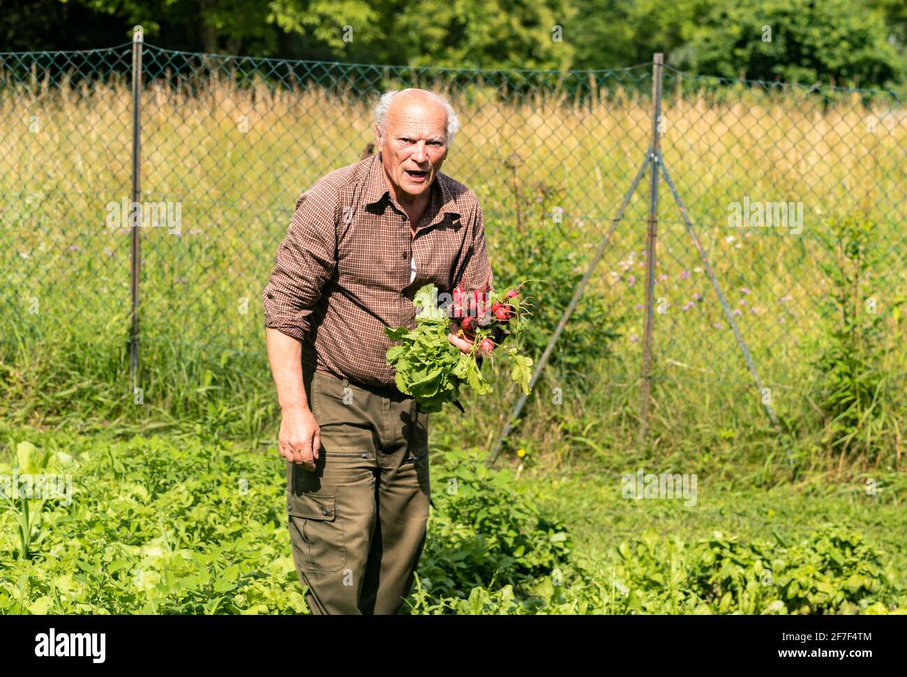 Uomo anziano con ravanelli appena raccolti nel giardino di verdure. Foto Stock