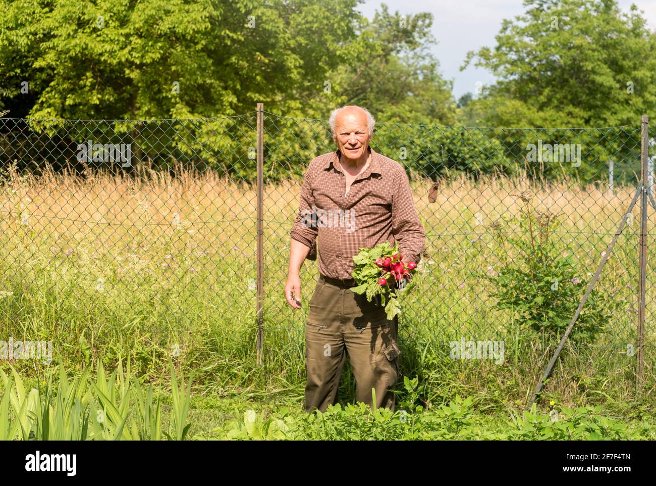 Uomo anziano con ravanelli appena raccolti nel giardino di verdure. Foto Stock