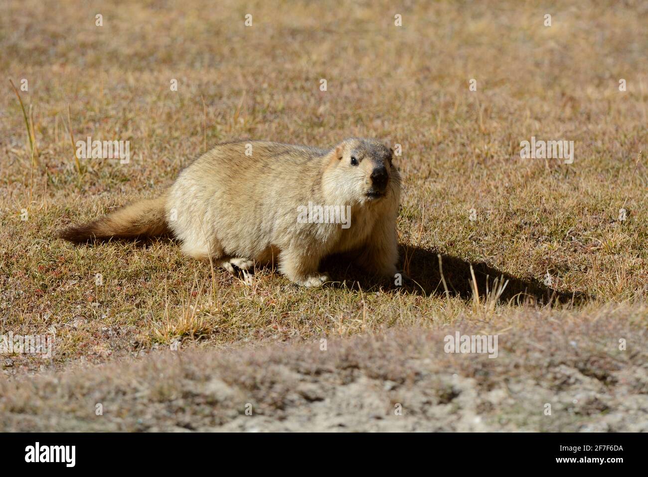 Marmotta, corpo intero, Marmota flaviventris, Ladakh, Jammu Kashmir, India Foto Stock