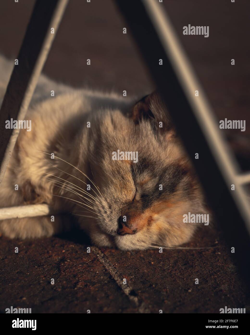 un gatto che dorme e che brandisce nel cortile Foto Stock