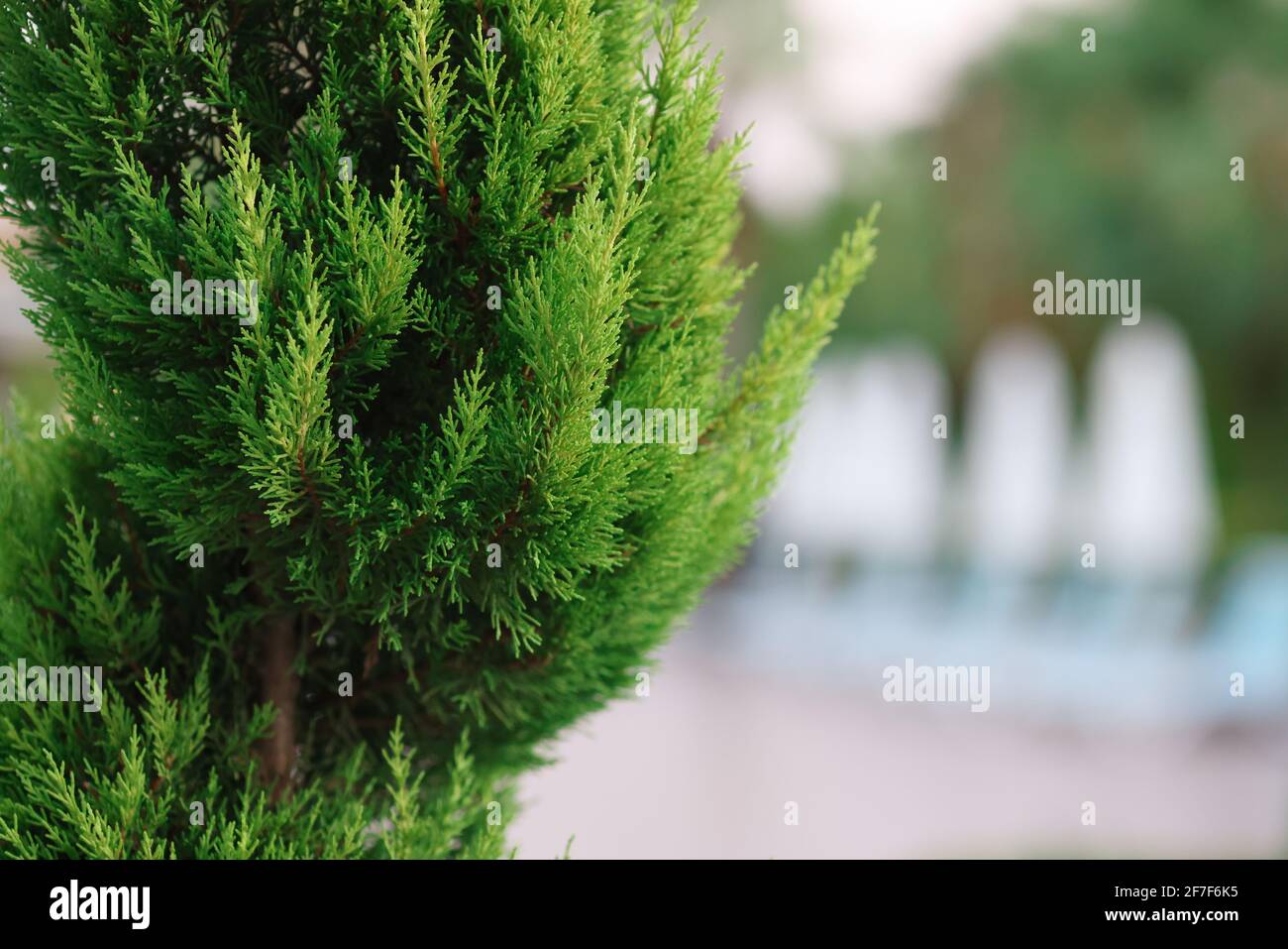 Sempreverdi per il giardino. Lussuoso giardino con piante di conifere Foto Stock