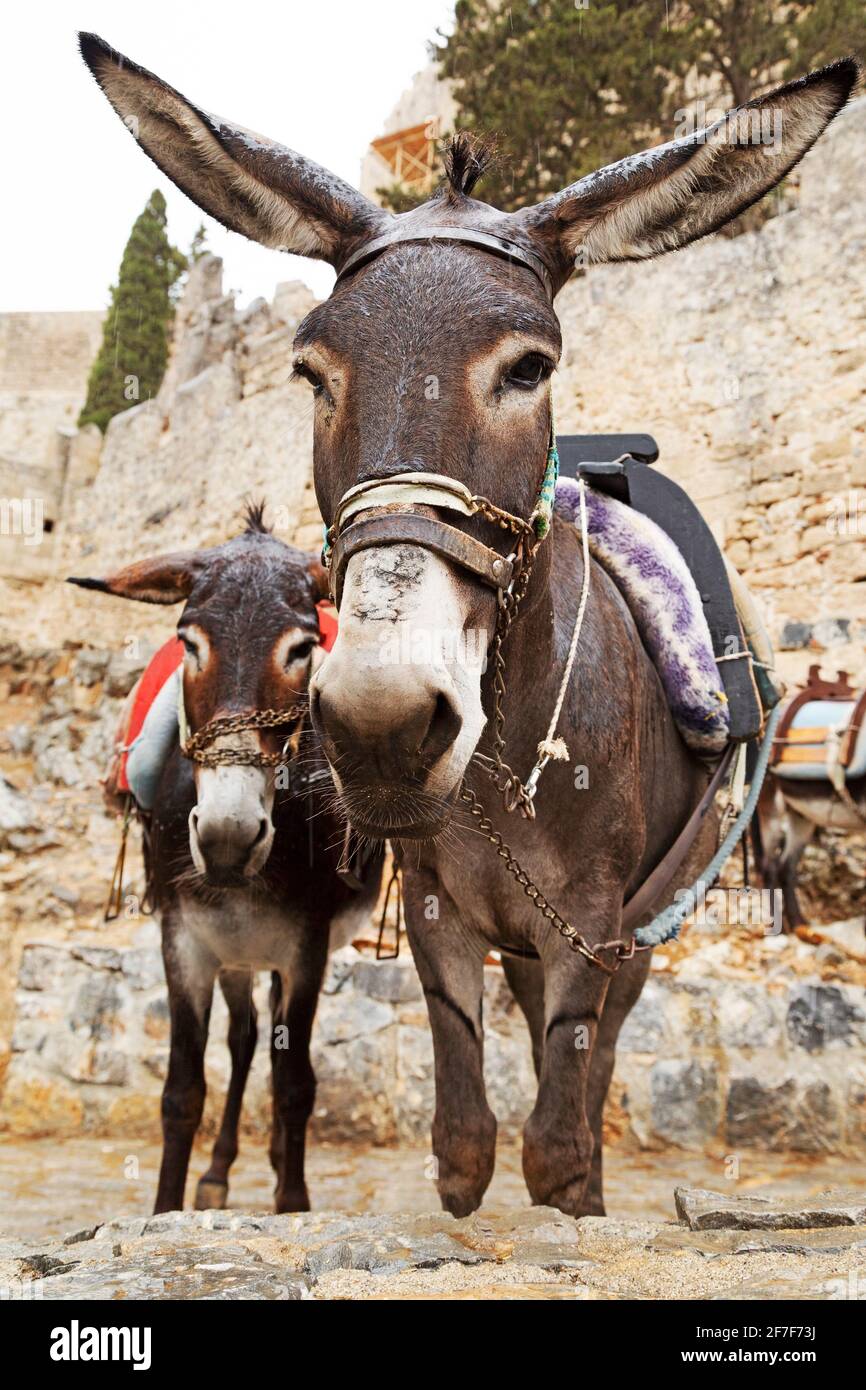 Asini a Lindos sull'isola di Rodi in Grecia. Gli animali sono utilizzati per trasportare i turisti attraverso la città da e per l'Acropoli di Lindian. Foto Stock