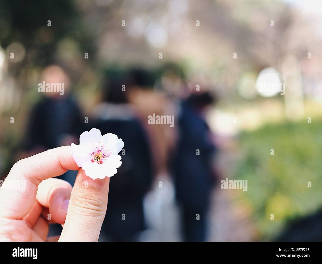 Gli alberi di ciliegio in piena fioritura Foto Stock