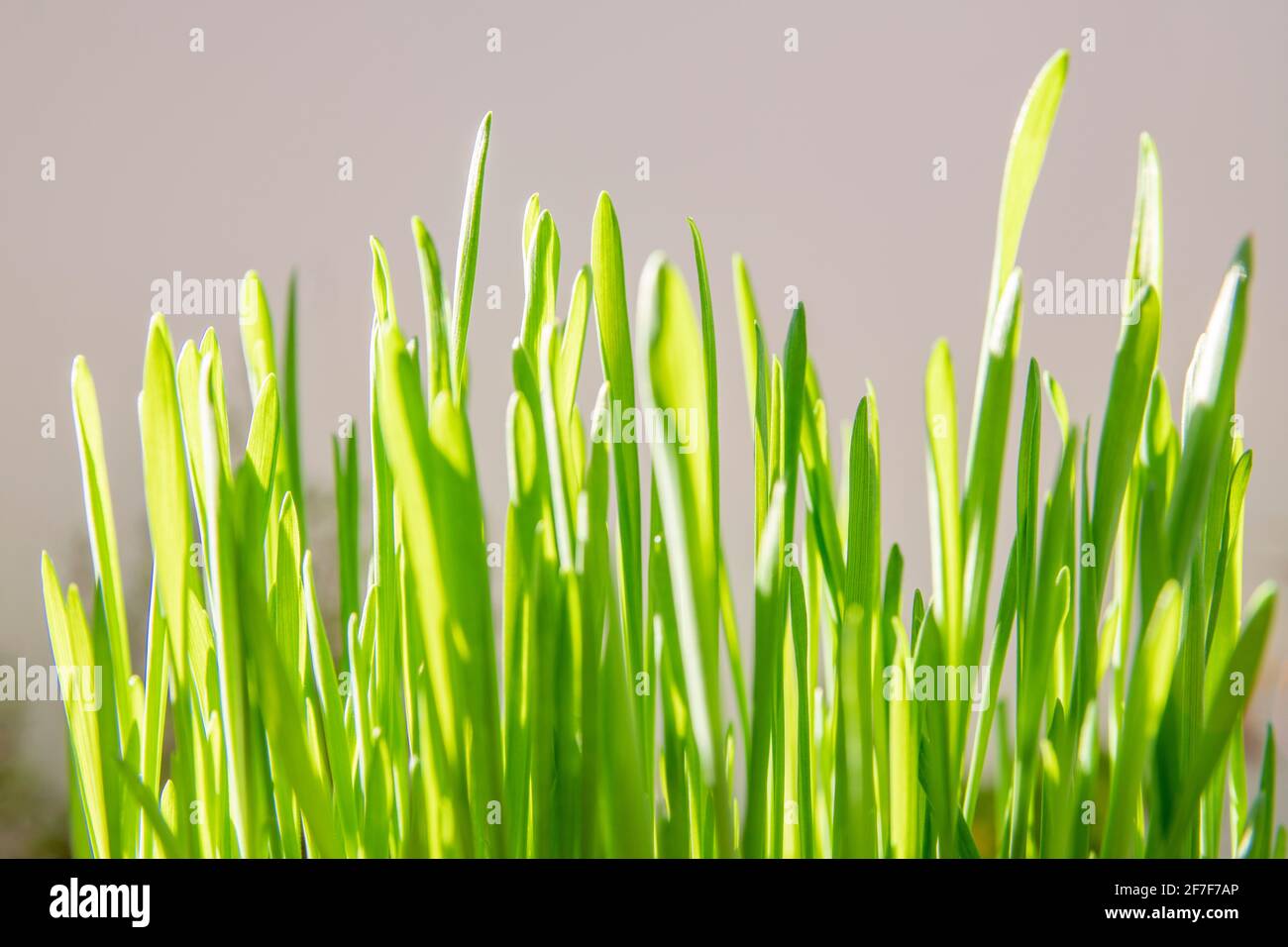 Concetto di primavera e di crescita: Primo piano su erba verde lussureggiante, utilizzato come cibo gatto. Decorazione di Pasqua. Crescita economica. Luce diurna. Sfondo naturale Foto Stock