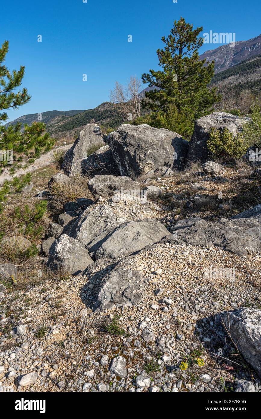 Panorama montano con pini neri, cespugli e massi in primo piano. Parco Nazionale della Maiella, Abruzzo, Italia, Europa Foto Stock