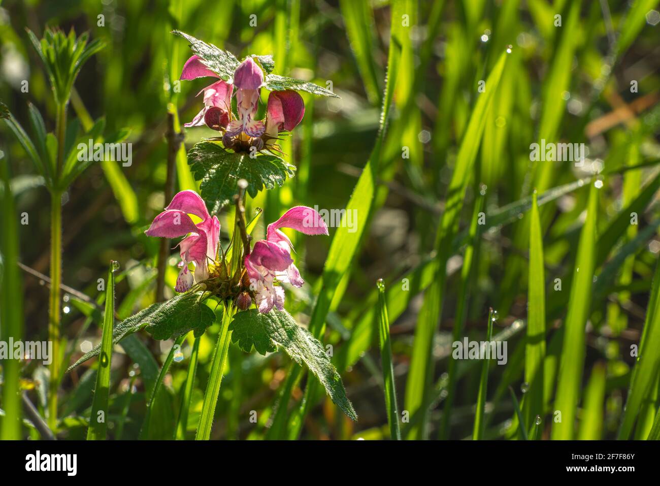Fotografia selettiva del fiore medicinale dell'ortica morta variegata, Lamium maculatum (L.) Abruzzo, Italia, Europa Foto Stock