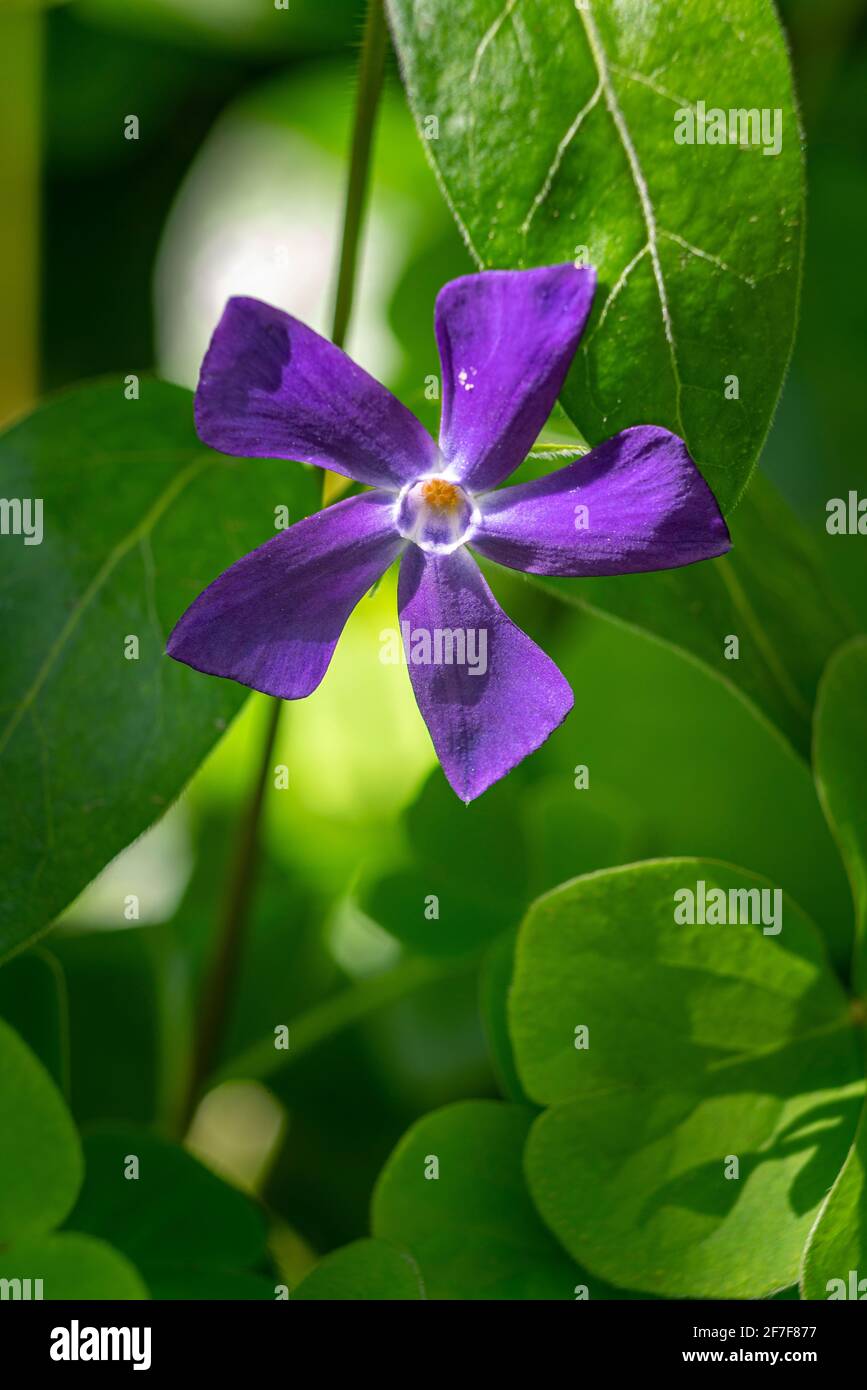 Il fiore viola della Periwinkle Herbacea, Vinca herbacea. Abruzzo, Italia, Europa Foto Stock