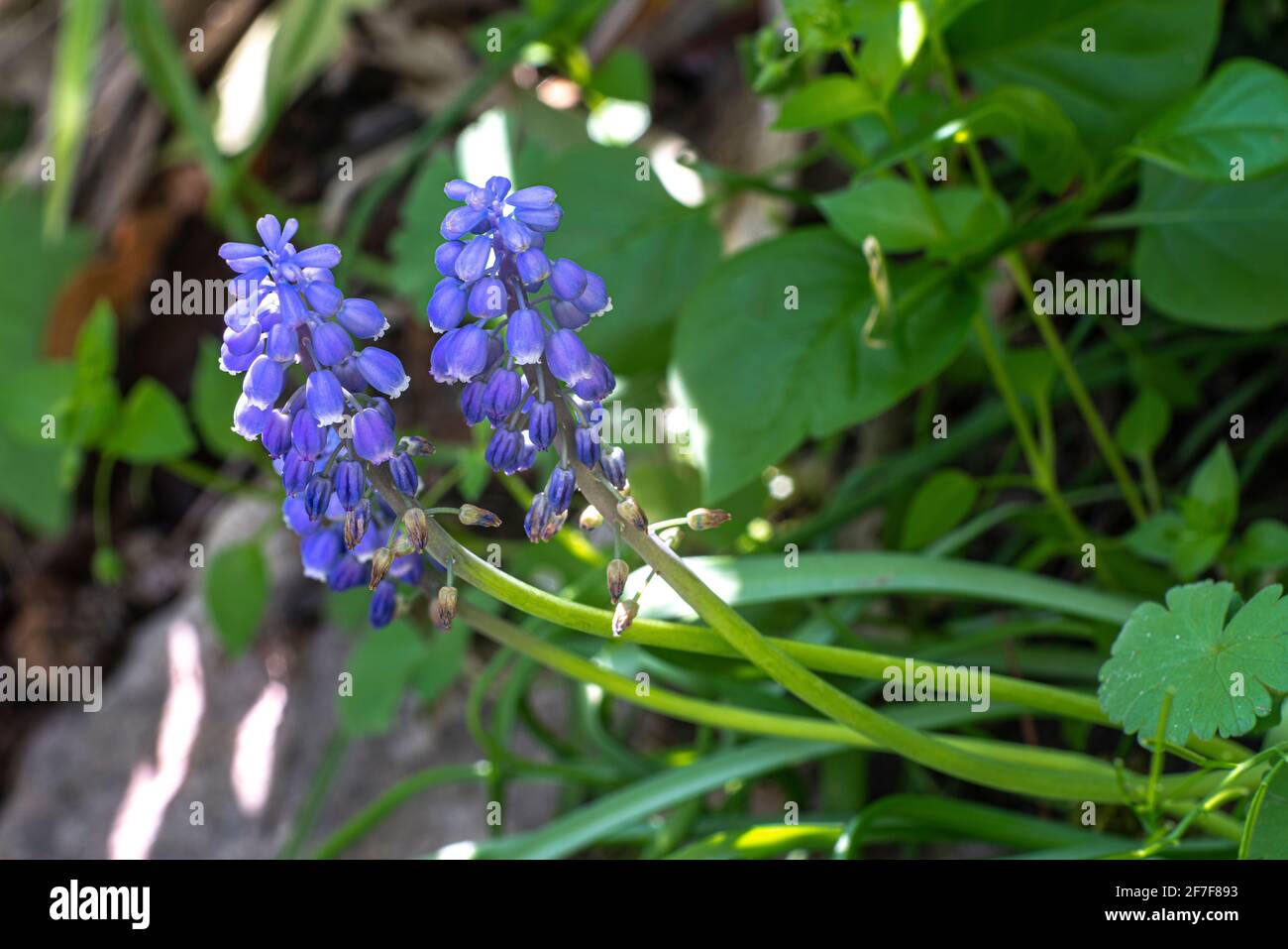 Fiori viola di giacinto comune di uva, Muscari armeniacum Leichtlin ex Baker, in controluce con lo sfondo sfocato. Fotografia macro. Abruzzo, Foto Stock