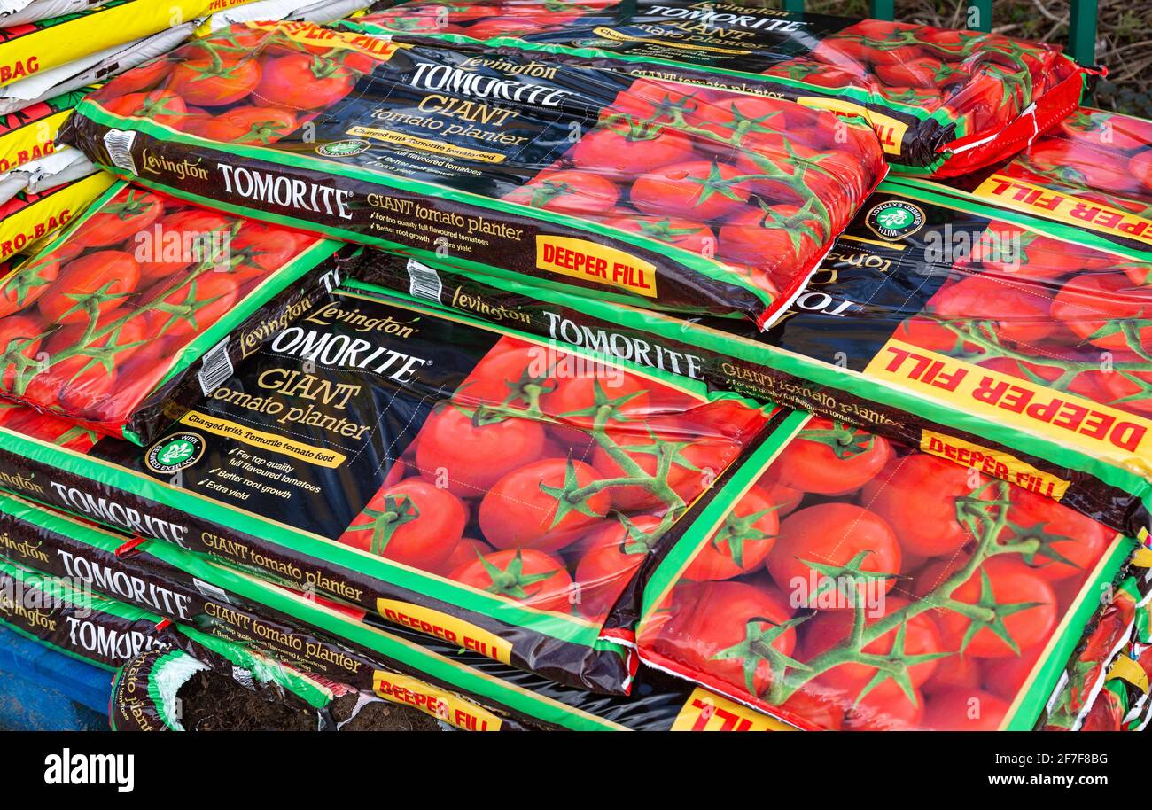 Sacchetti di piantatrice gigante di pomodoro Levington Tomorite coltivano sacchetti impilati, Regno Unito Foto Stock