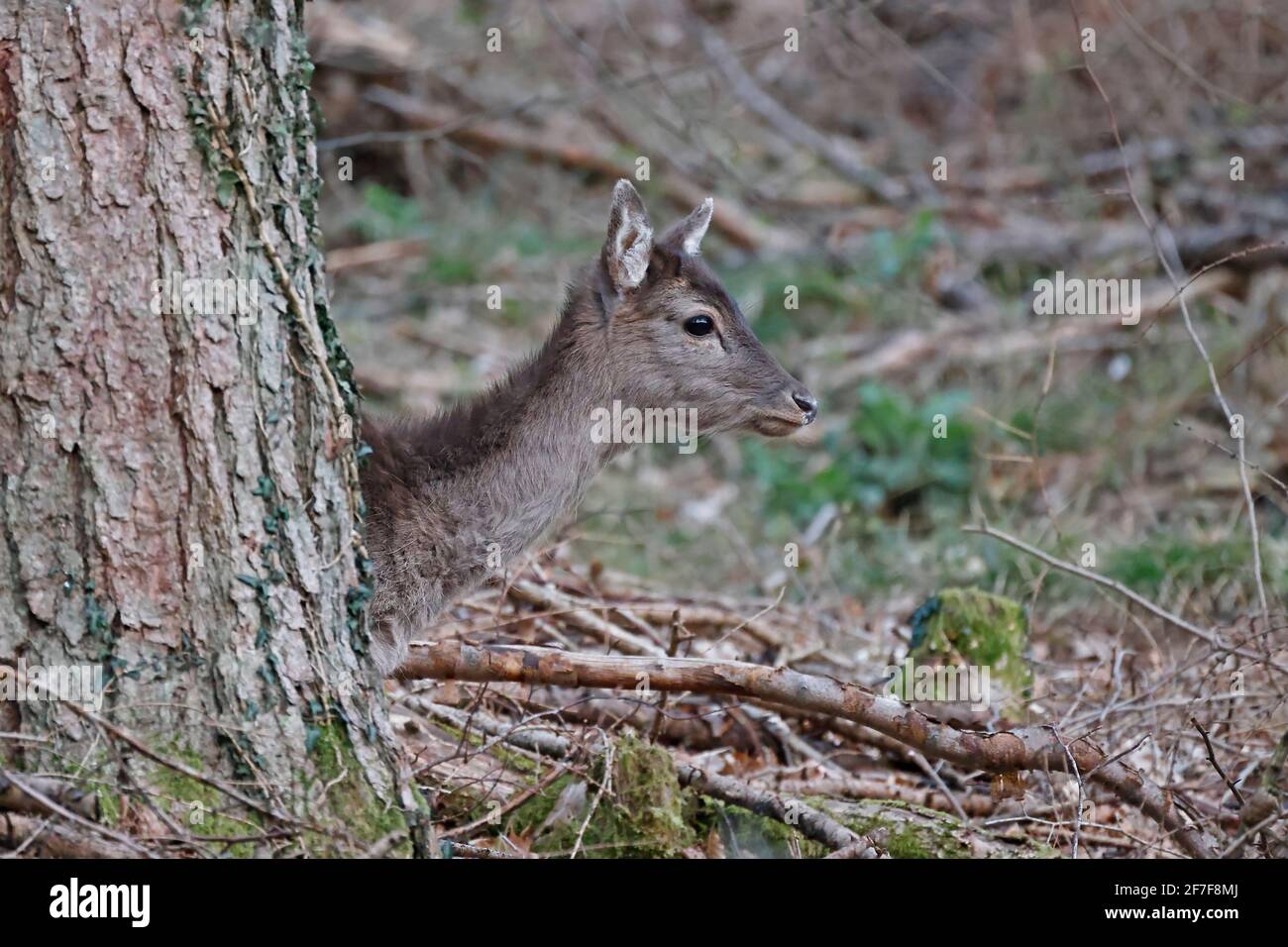 Femmina allow Deer nella Foresta di Dean UK Foto Stock