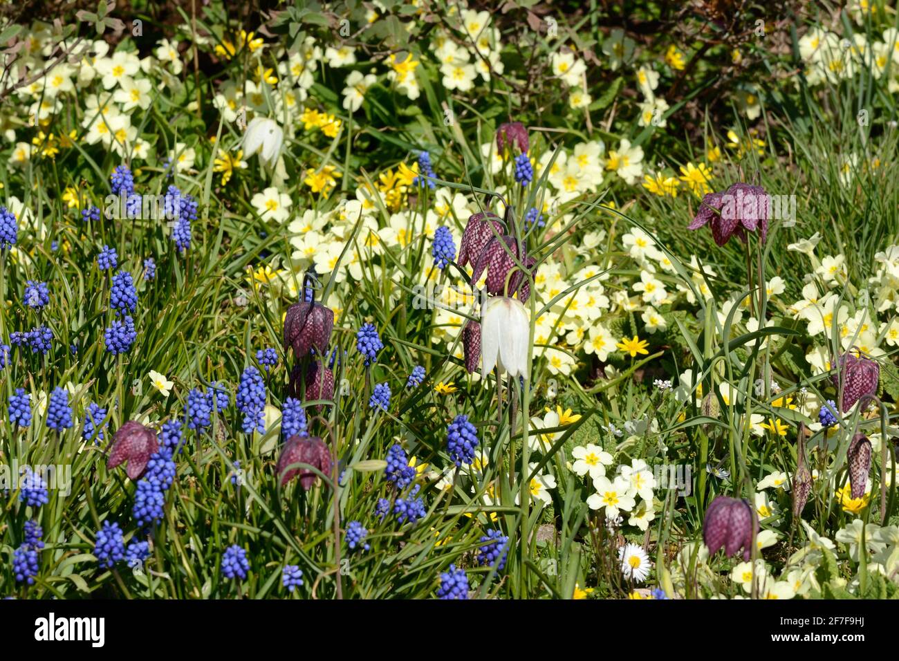 Un mix di fiori primaverili che crescono in un ambiente selvaggio giardino Foto Stock