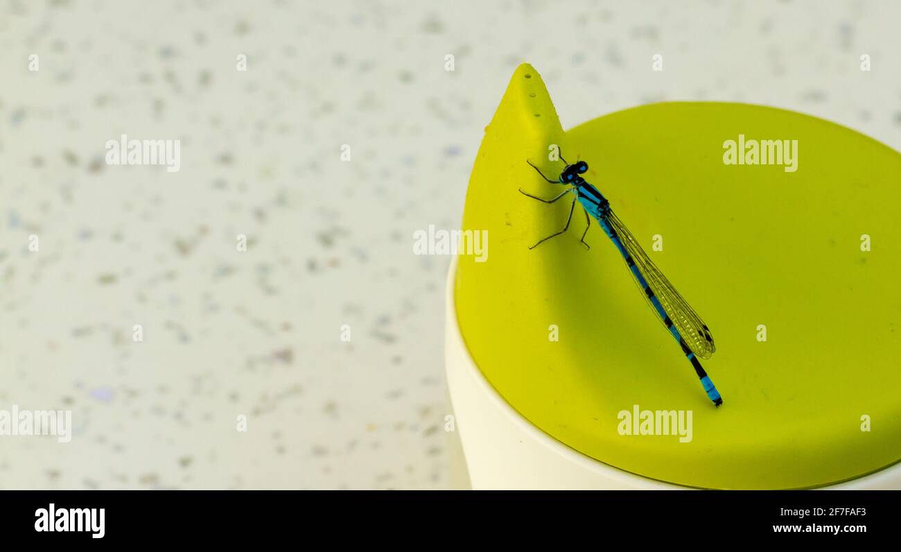 Libellula blu su una tazza con coperchio verde - un comune blu Damselfly Foto Stock