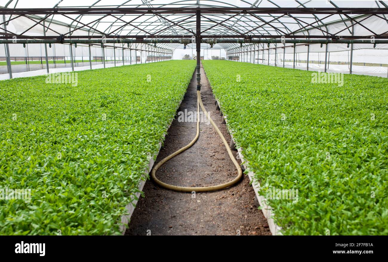 Impianto sprinkler a soffitto presso le piantine di pomodori di serra. Las Vegas Altas del Guadiana, Extremadura, Spagna Foto Stock