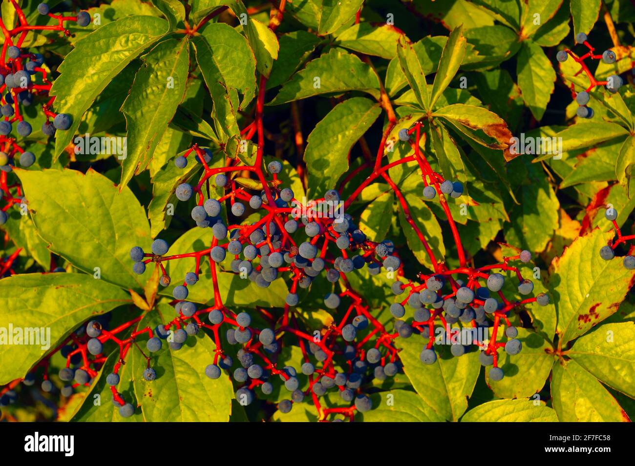 Frutti blu di vino selvatico su steli rossi illuminati dai raggi del sole che tramonta. Foto Stock