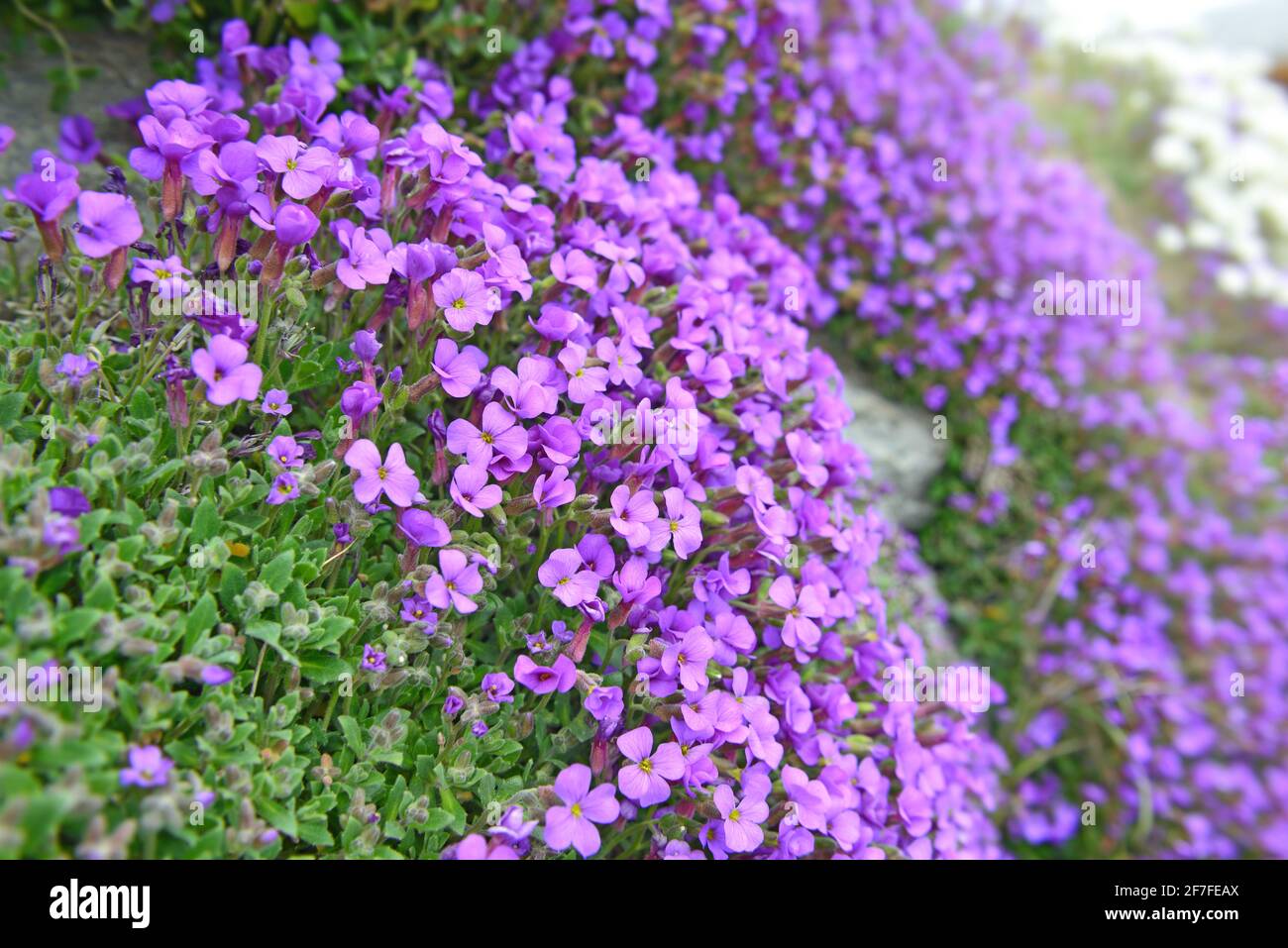 closeup su bel cespuglio di fiori di campana viola che fioriscono sopra un muro Foto Stock