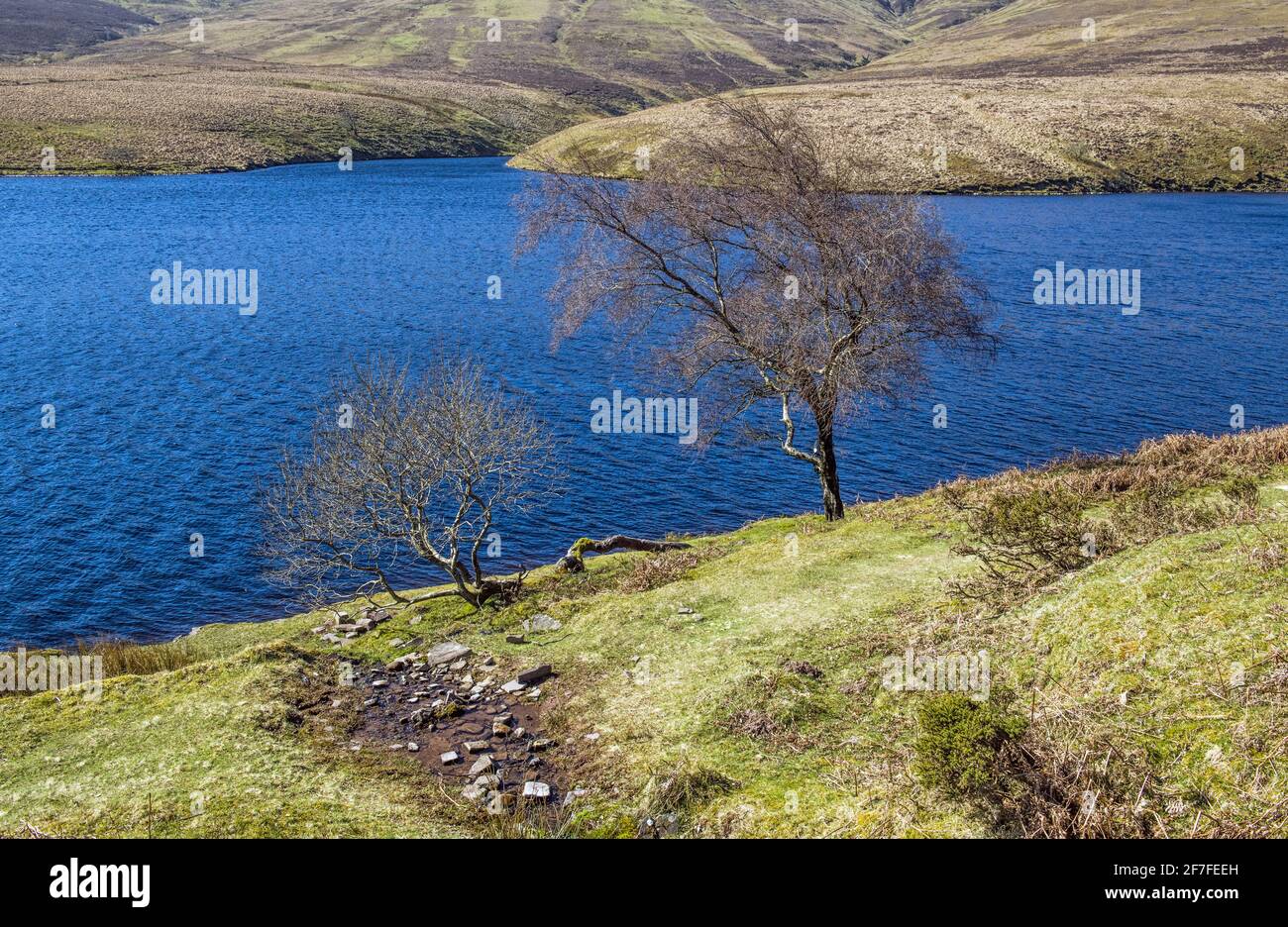 Due alberi sul bordo del serbatoio a Grwyne Fawr in Le Black Mountains Foto Stock